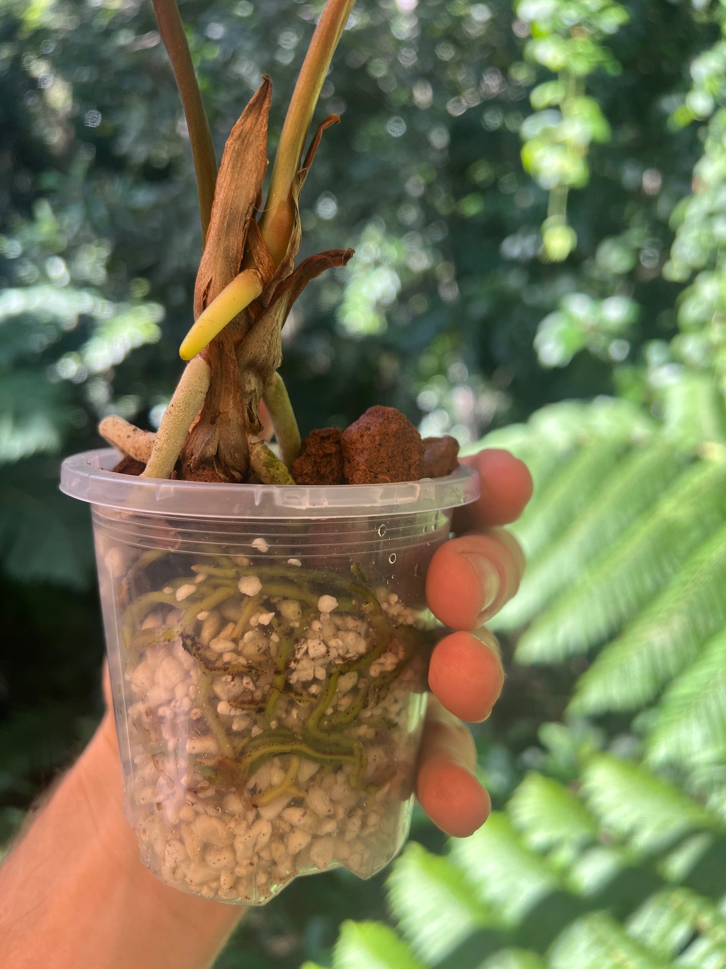 Anthurium 'Best Rad Ruby' Clone