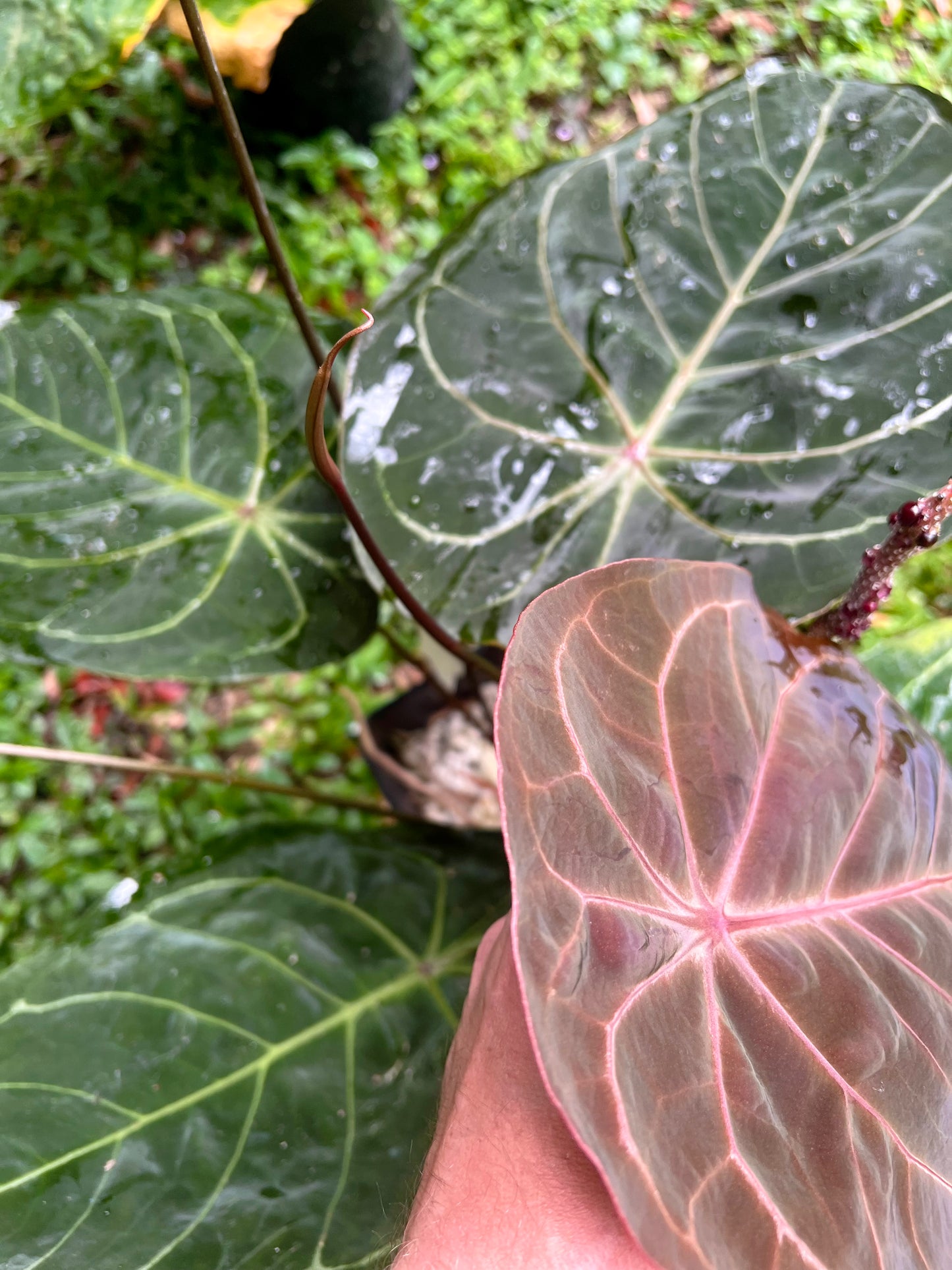 Anthurium Variegated forgetii x Red Forgetii x 1 var germinated Seed