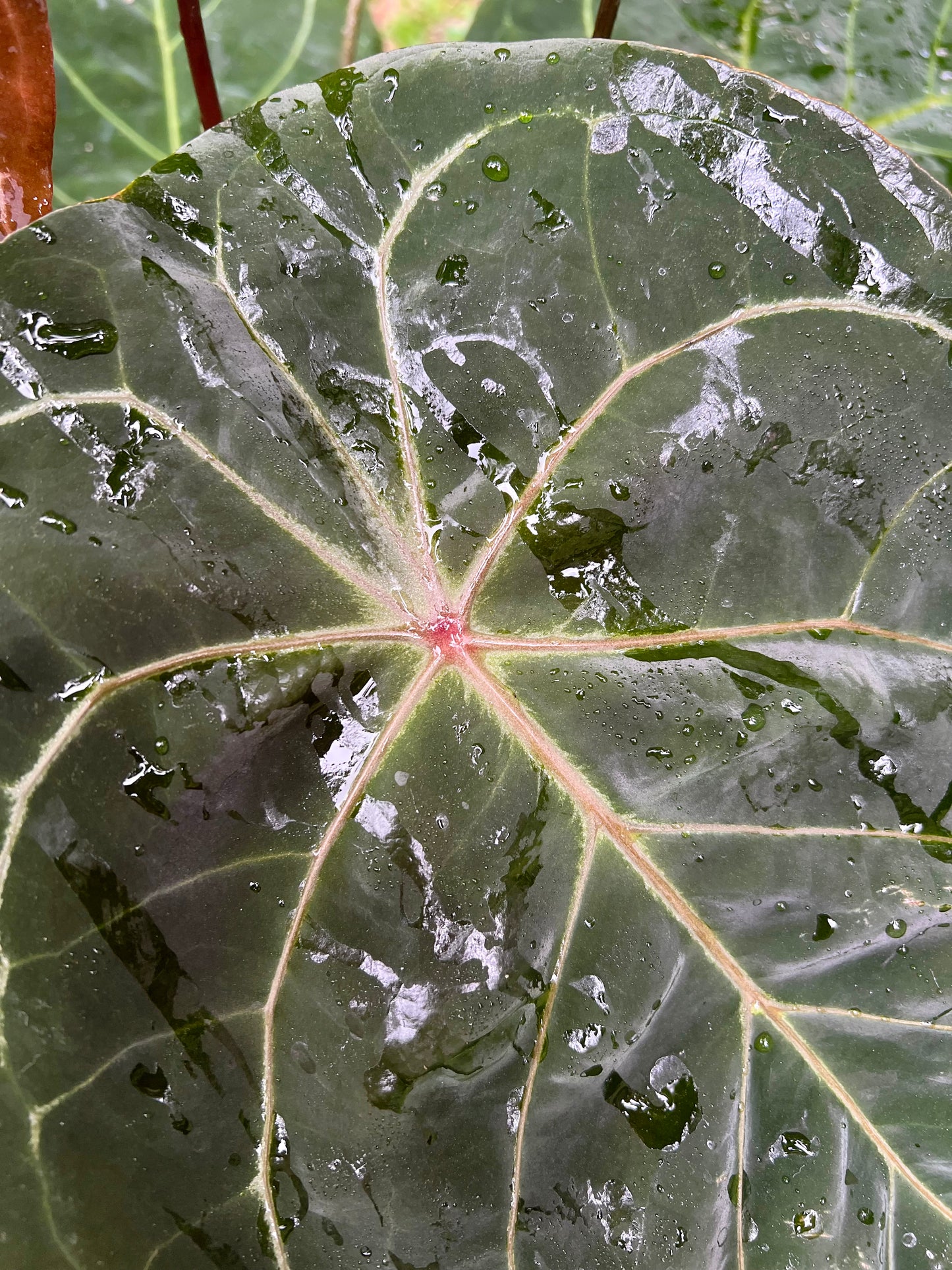 Anthurium Peter's Red Forgetii x Kunayalense x 3 Seeds