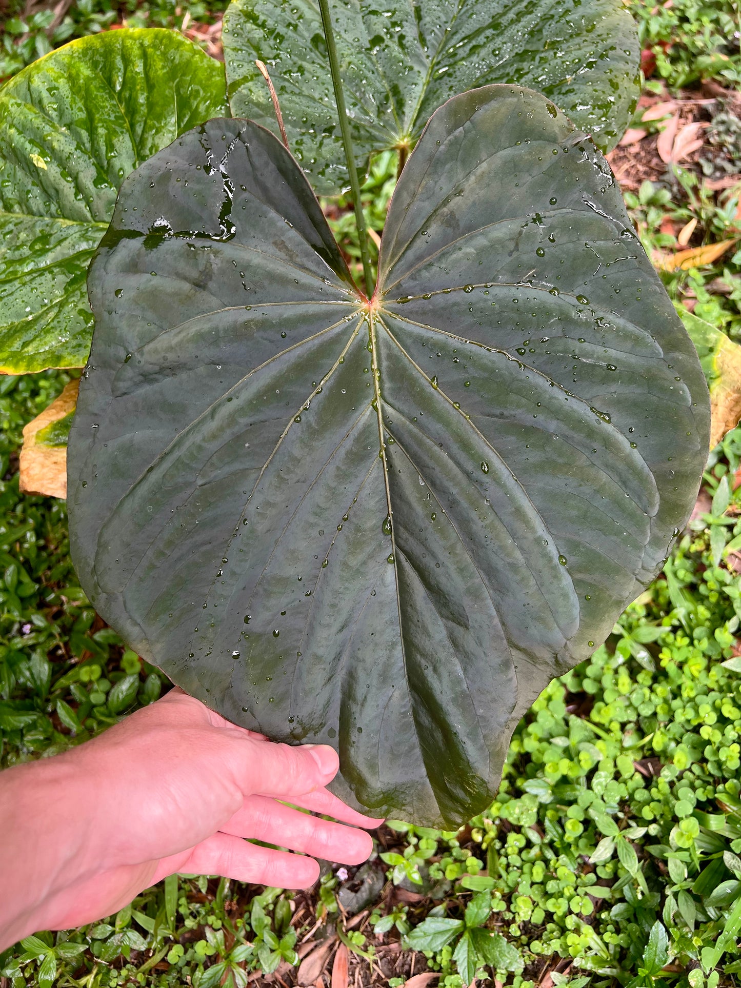 Anthurium Peter's Red Forgetii x Kunayalense x 3 Seeds