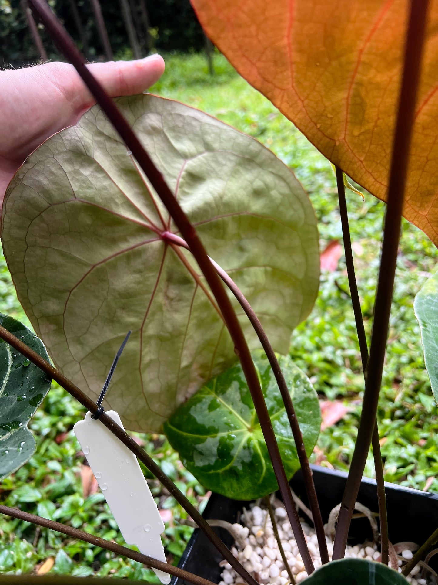 Anthurium Peter's Red Forgetii x Kunayalense x 3 Seeds