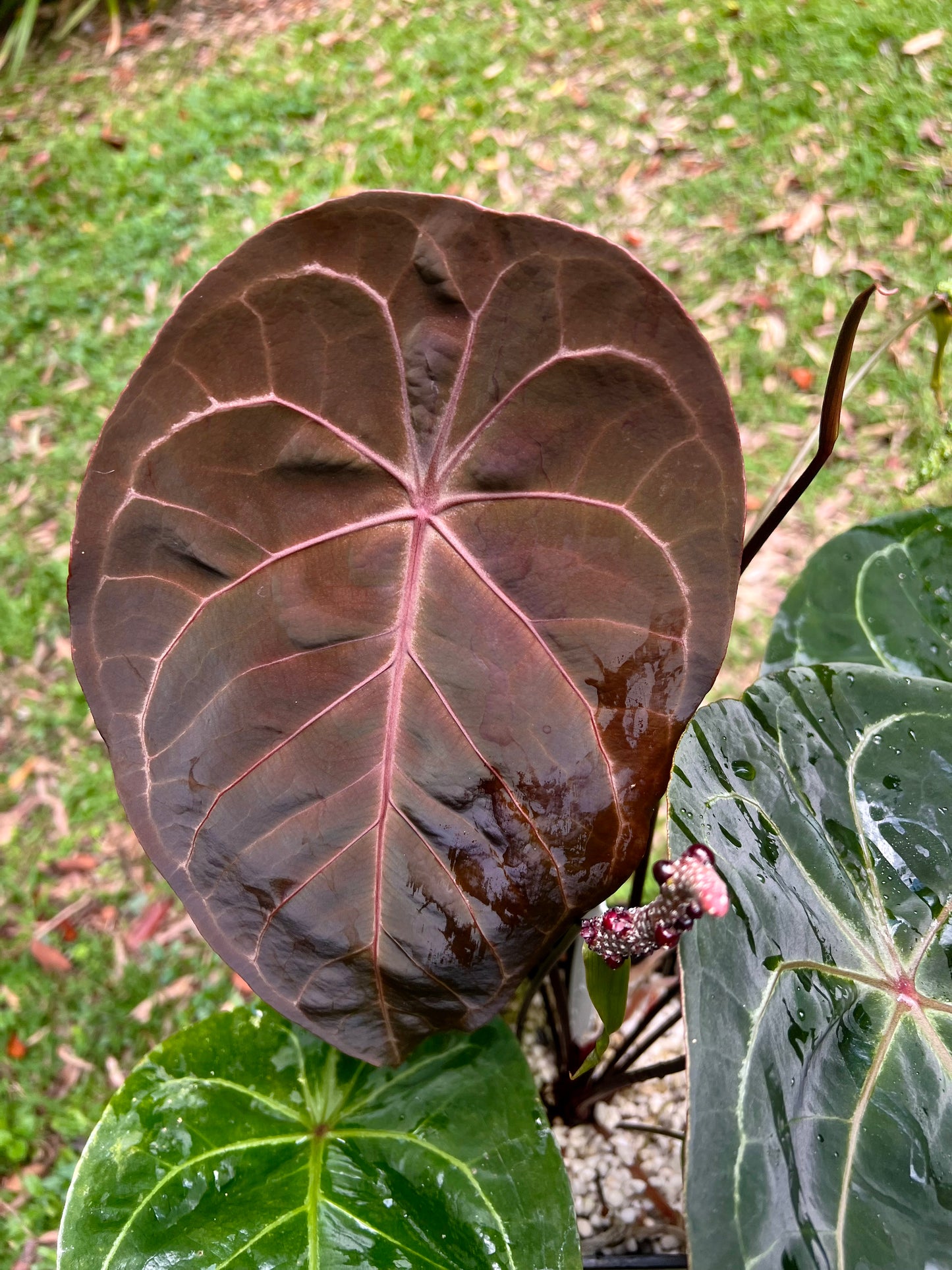 Anthurium Peter's Red Forgetii x Kunayalense x 3 Seeds