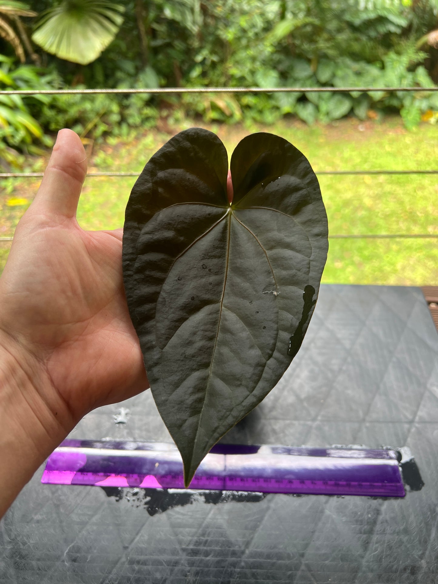 Anthurium Red Vein Magnificent Beauty Clone