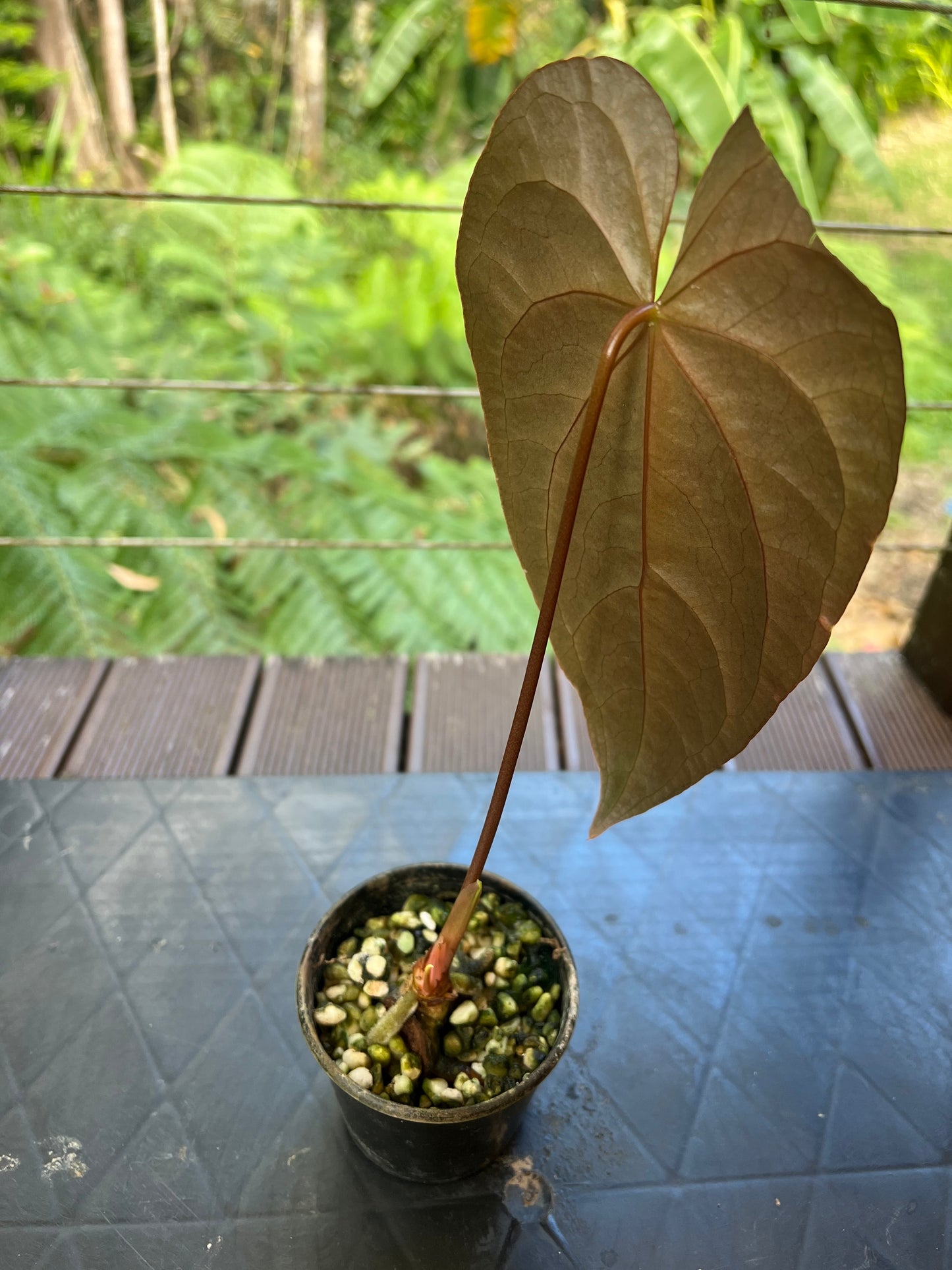 Anthurium Red Vein Magnificent Beauty Clone