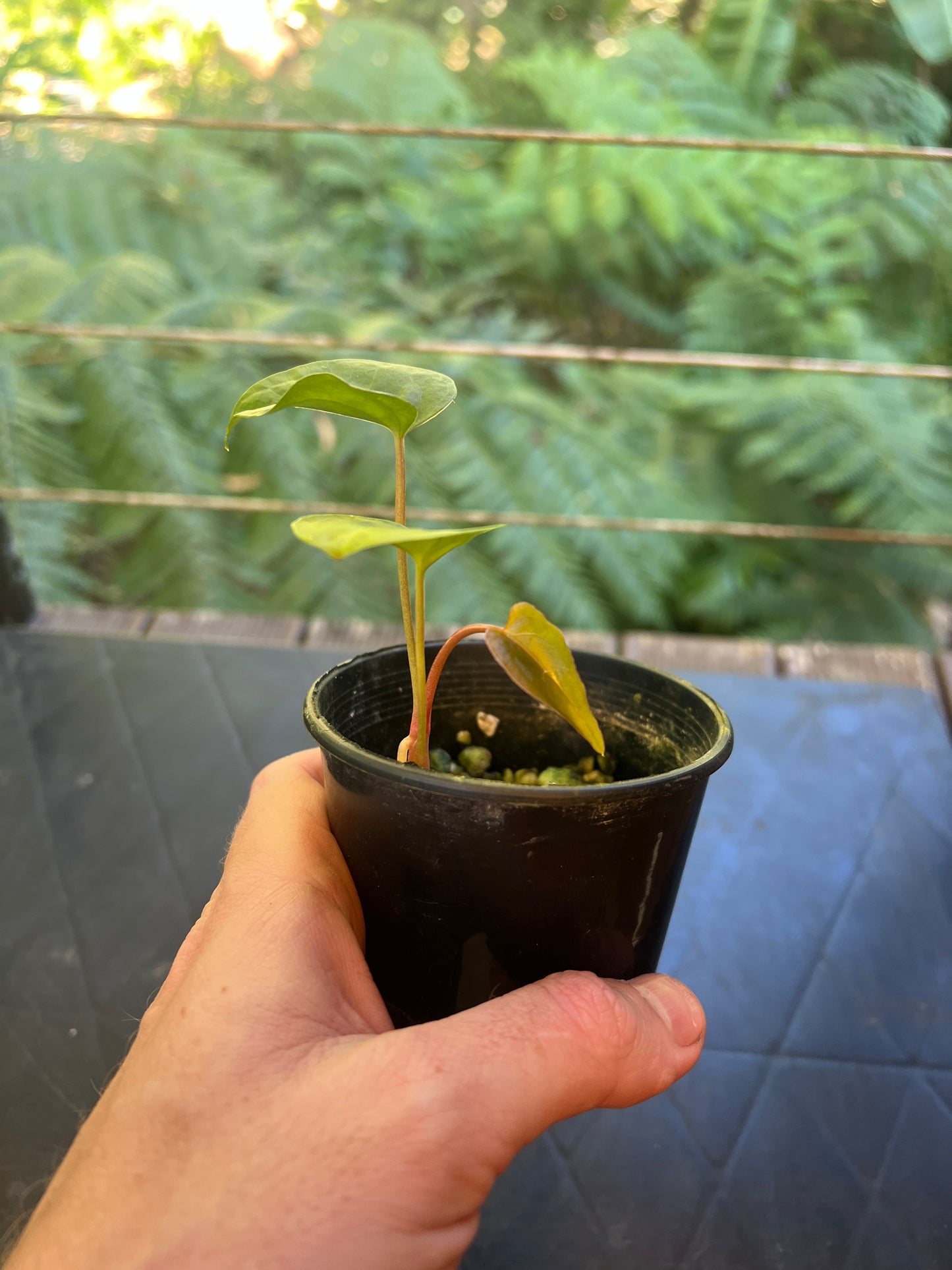 Anthurium Red Vein Magnificent Beauty Clone Small