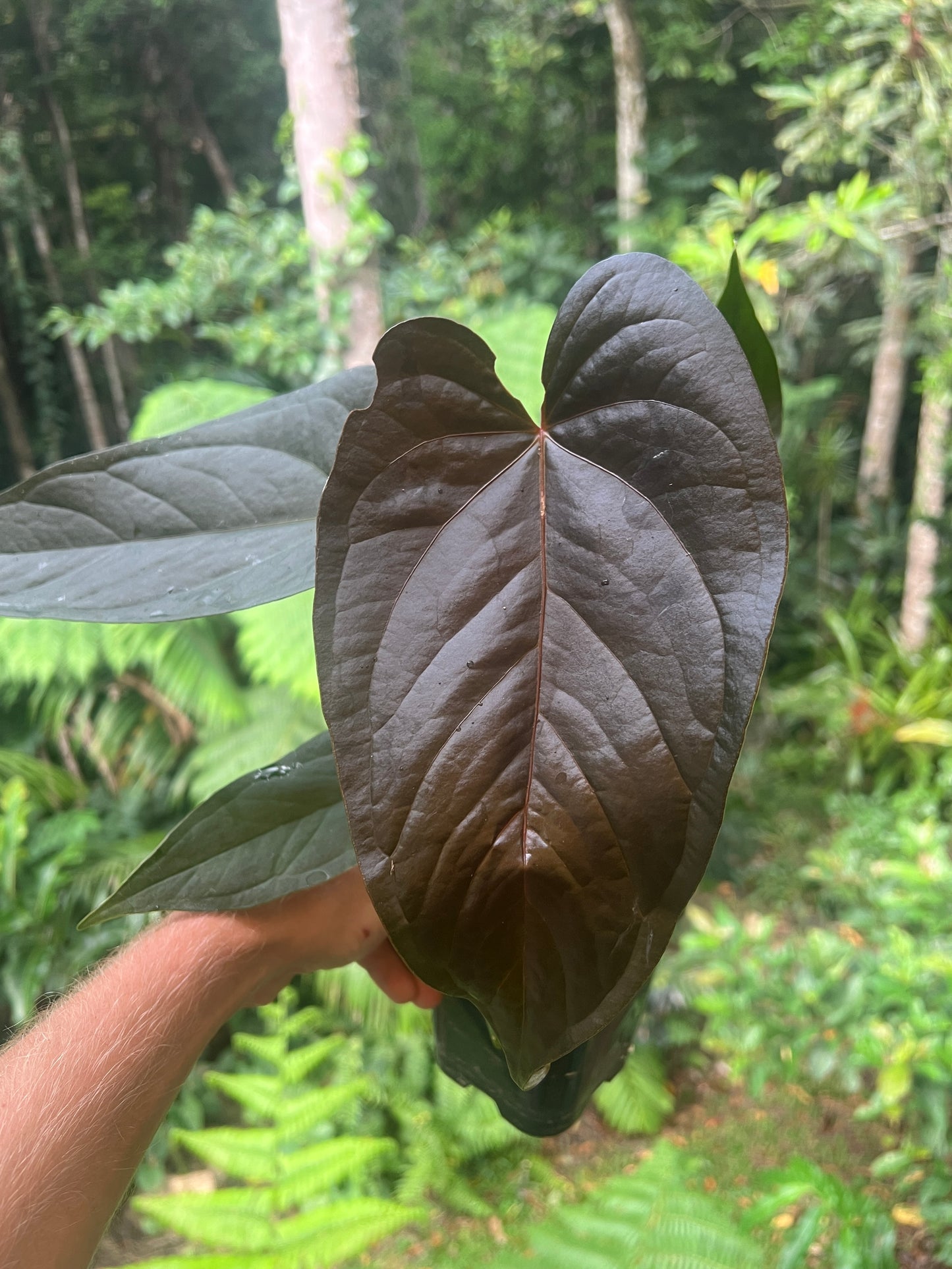 Anthurium Sang x Moodeanum Seedling New Batch