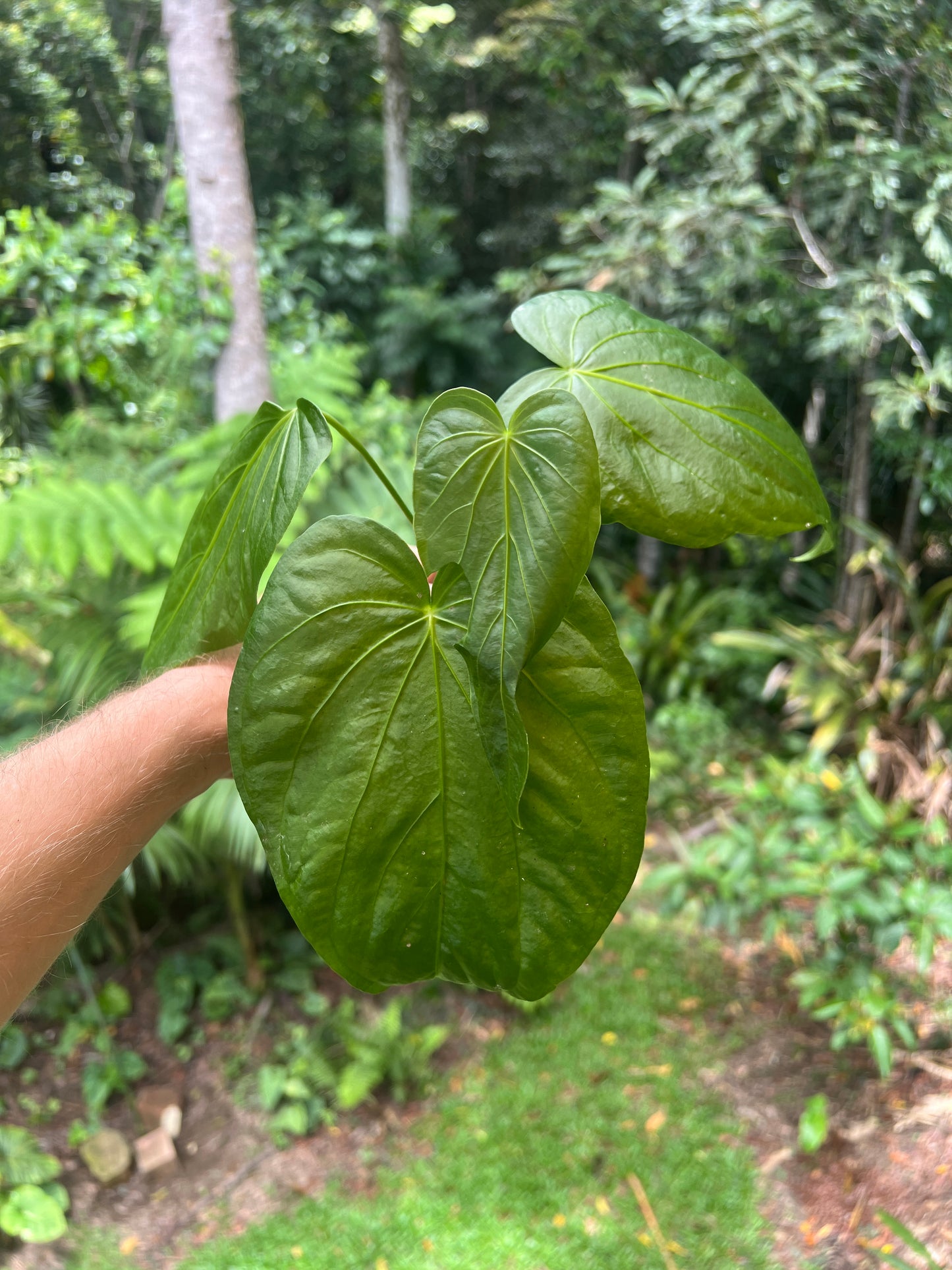 Anthurium schottianum