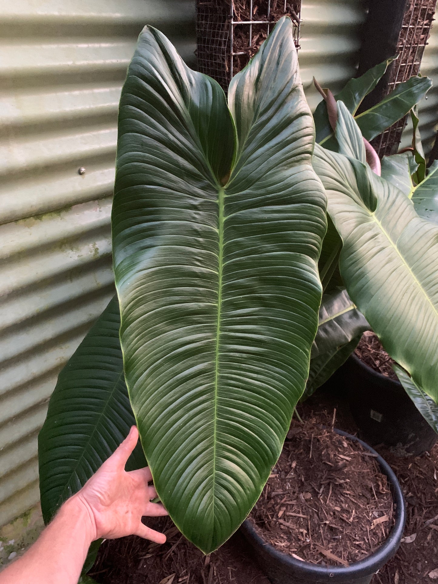 Philodendron melanochrysum x sharoniae