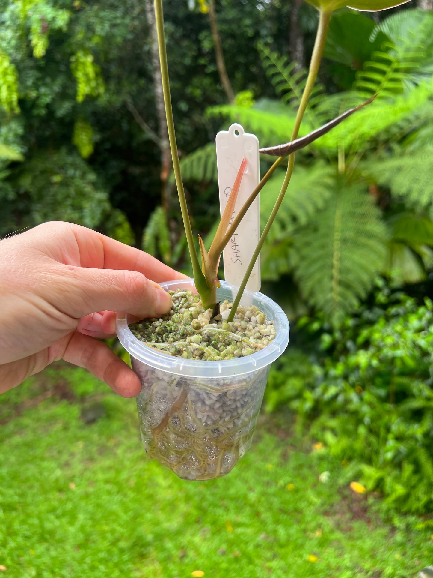 Anthurium 'Sharp Mood #1' Clone