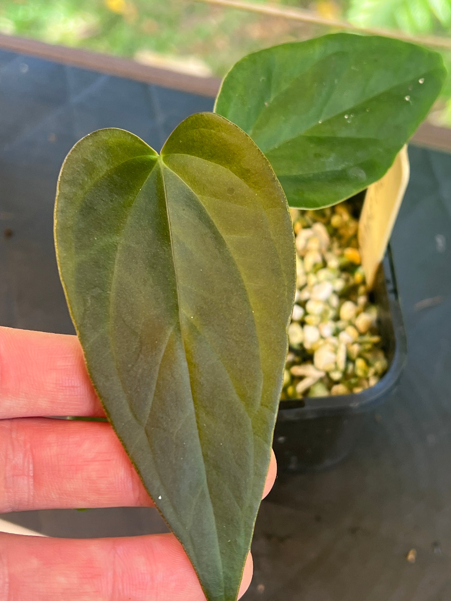 Anthurium 'Sharp Mood'
