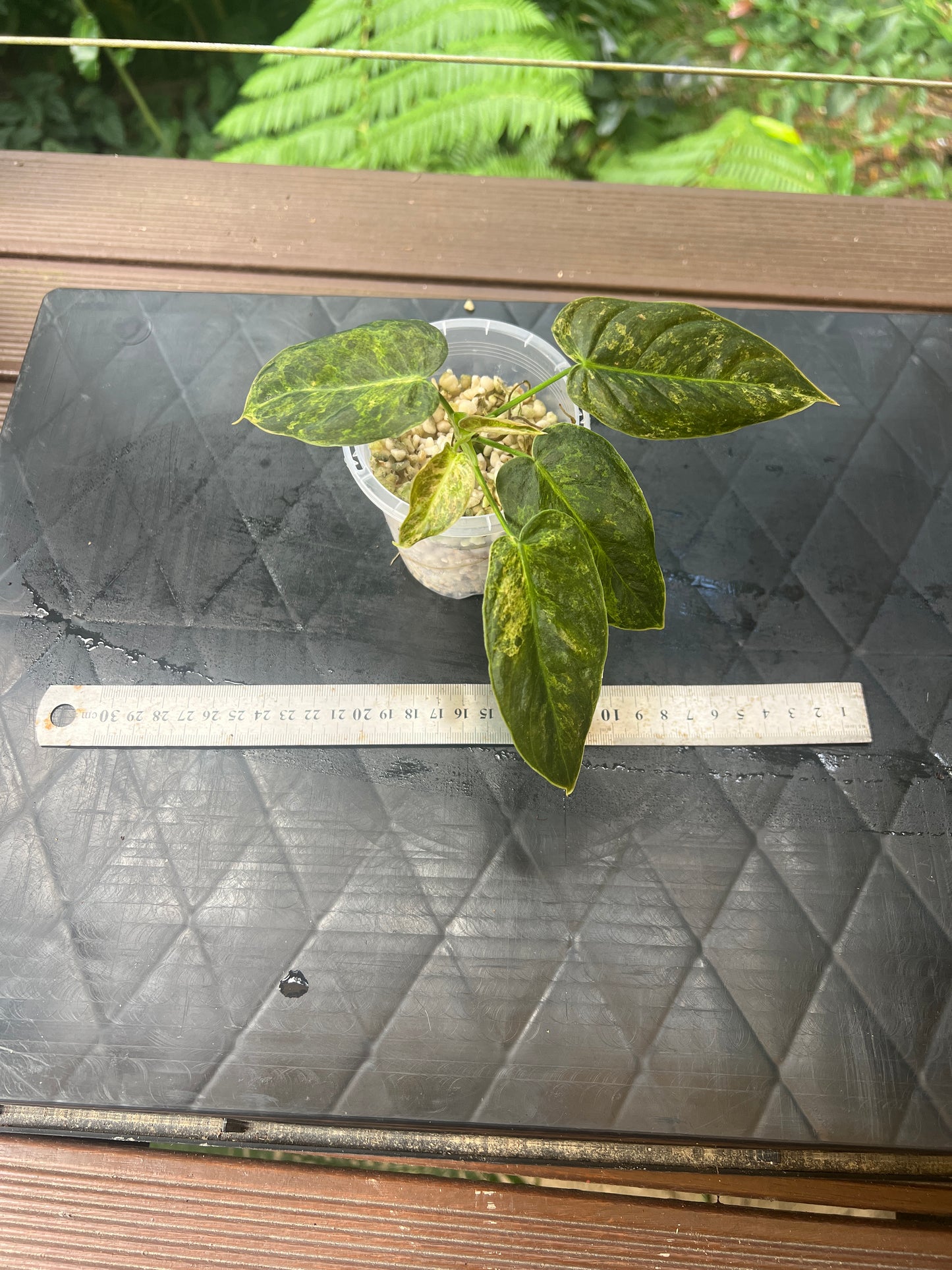 Philodendron 'Smashed Avocado' melanochrysum x sharoniae Variegated