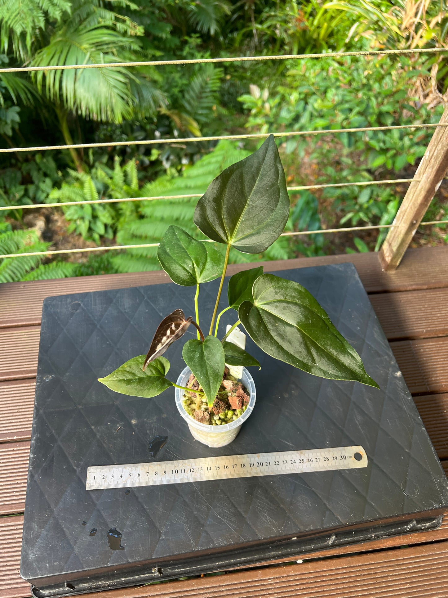 Anthurium Solferra 001 (Purple Velvet) Clone Cutting Grown