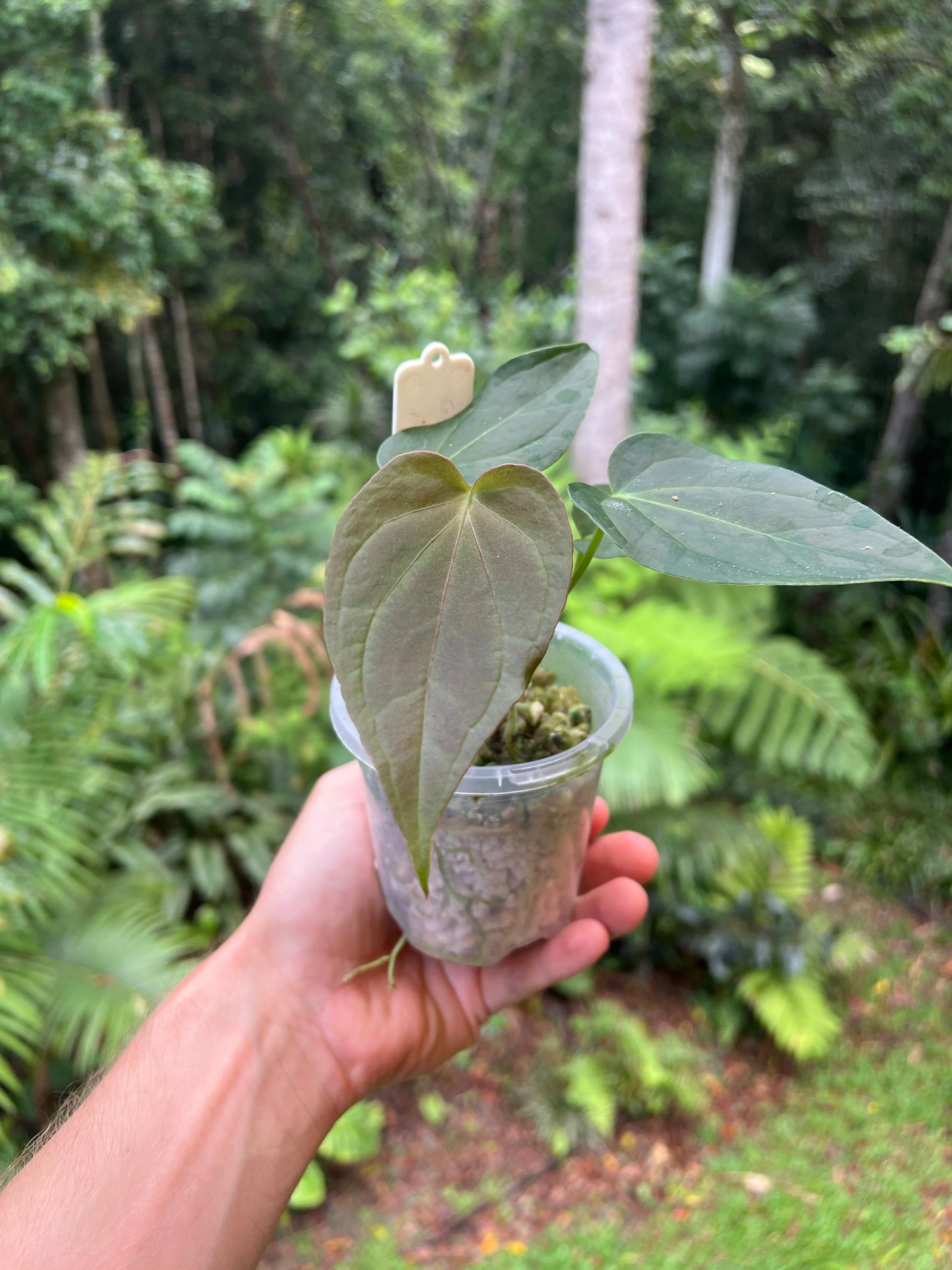 Anthurium Solferra 005 Clone