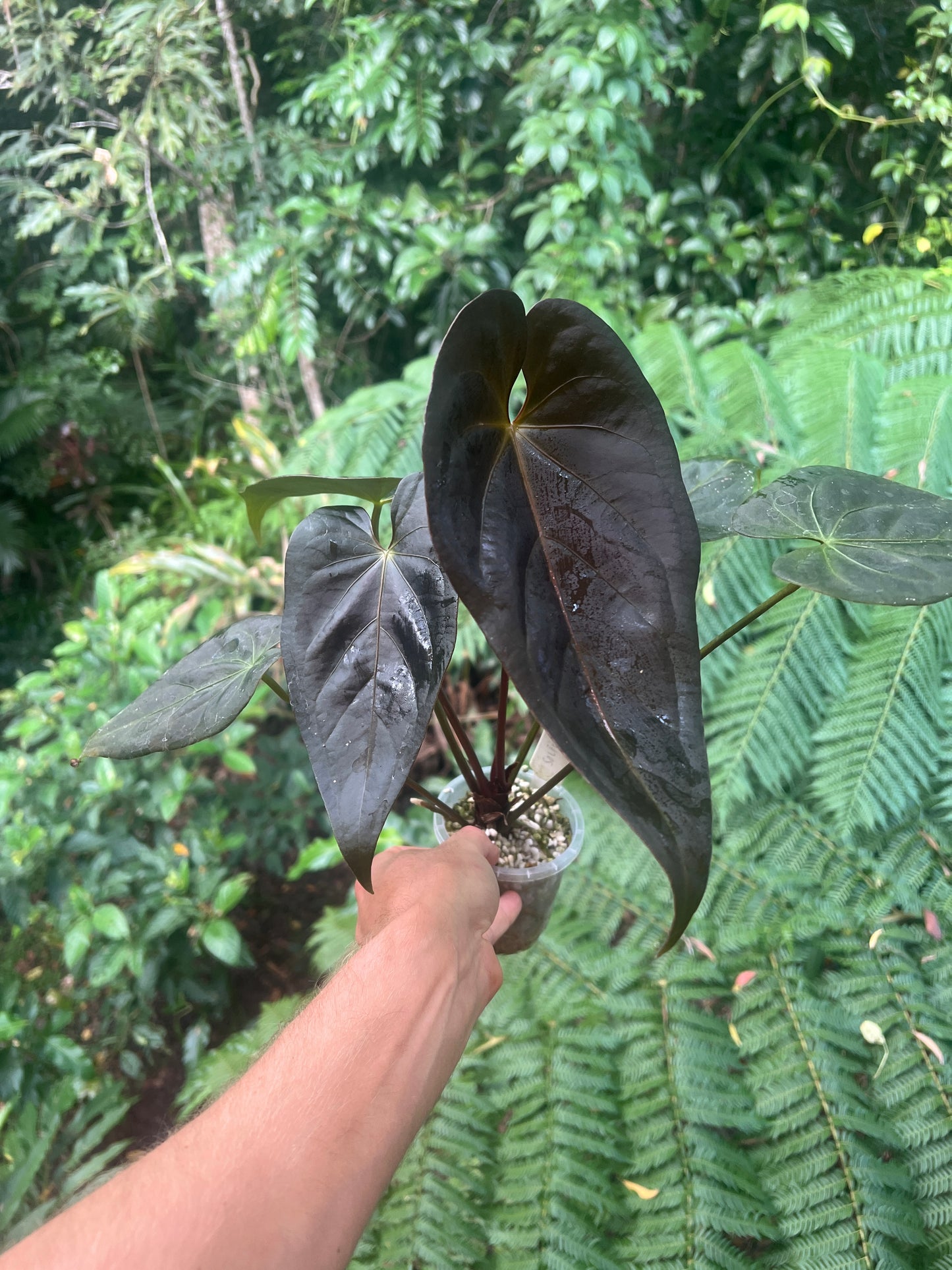 Anthurium Solferra #007 Clone Cutting Grown - Purple!