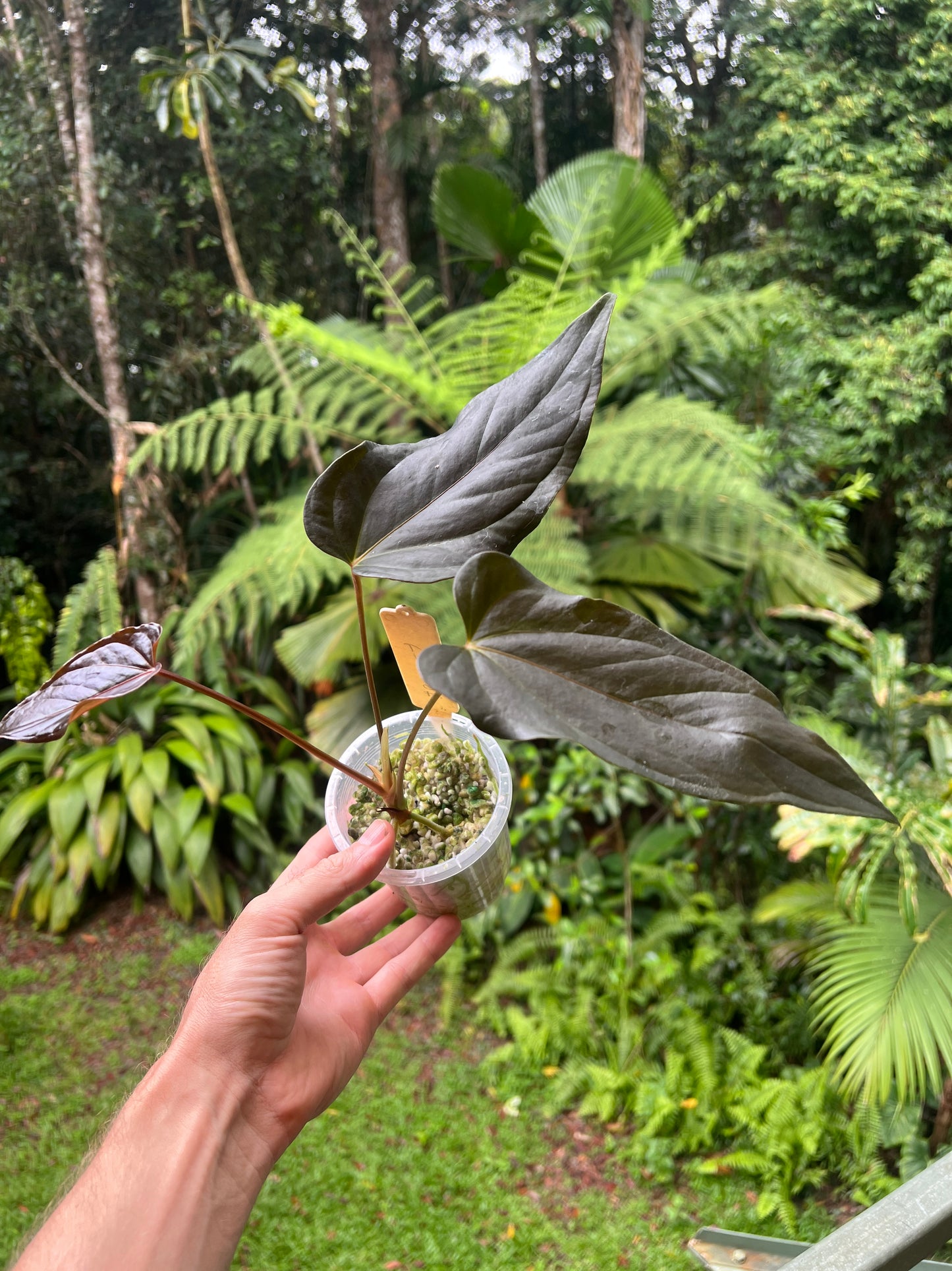 Anthurium Travesty Clone