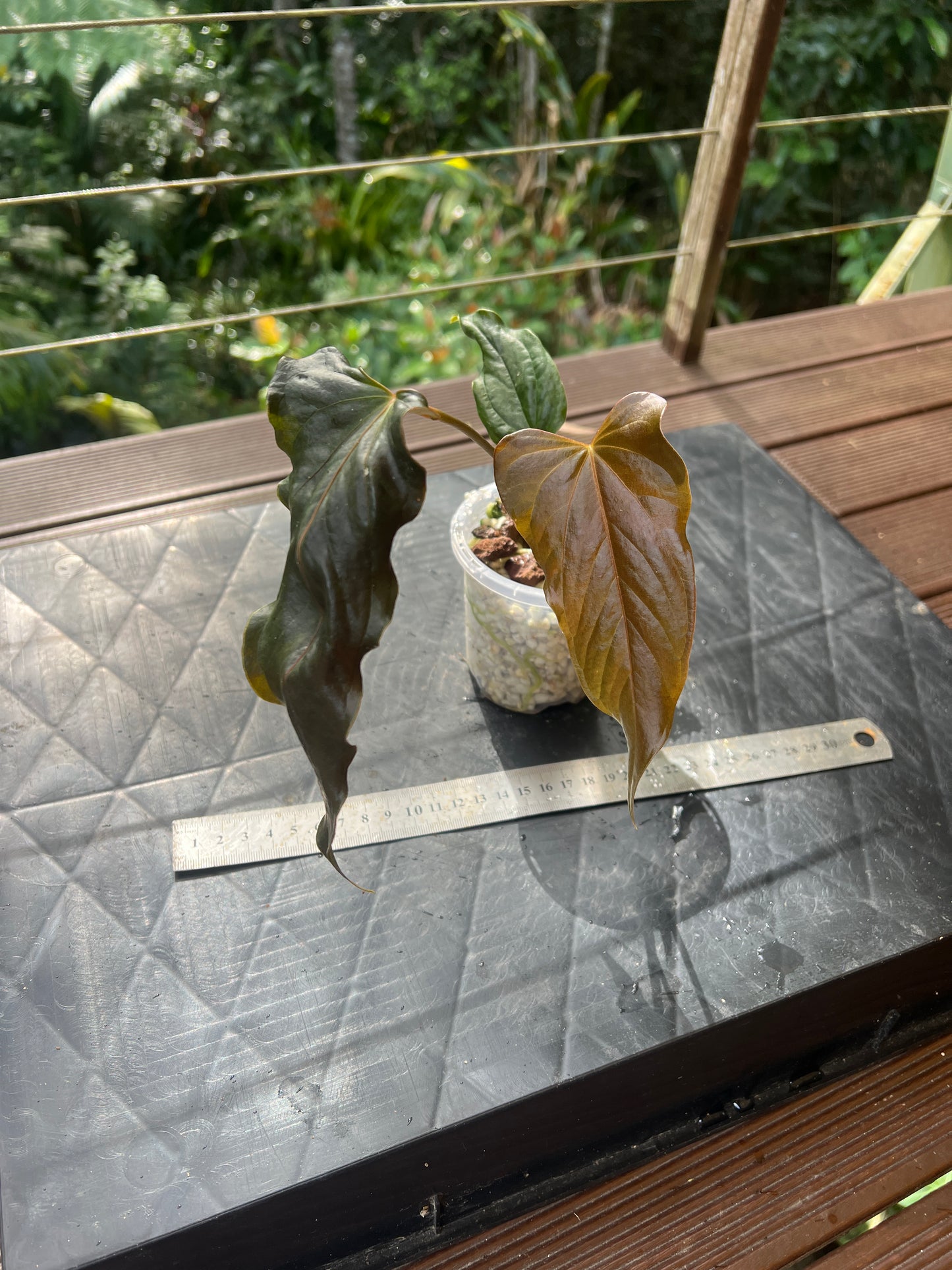 Anthurium Travesty Clone Cutting Grown