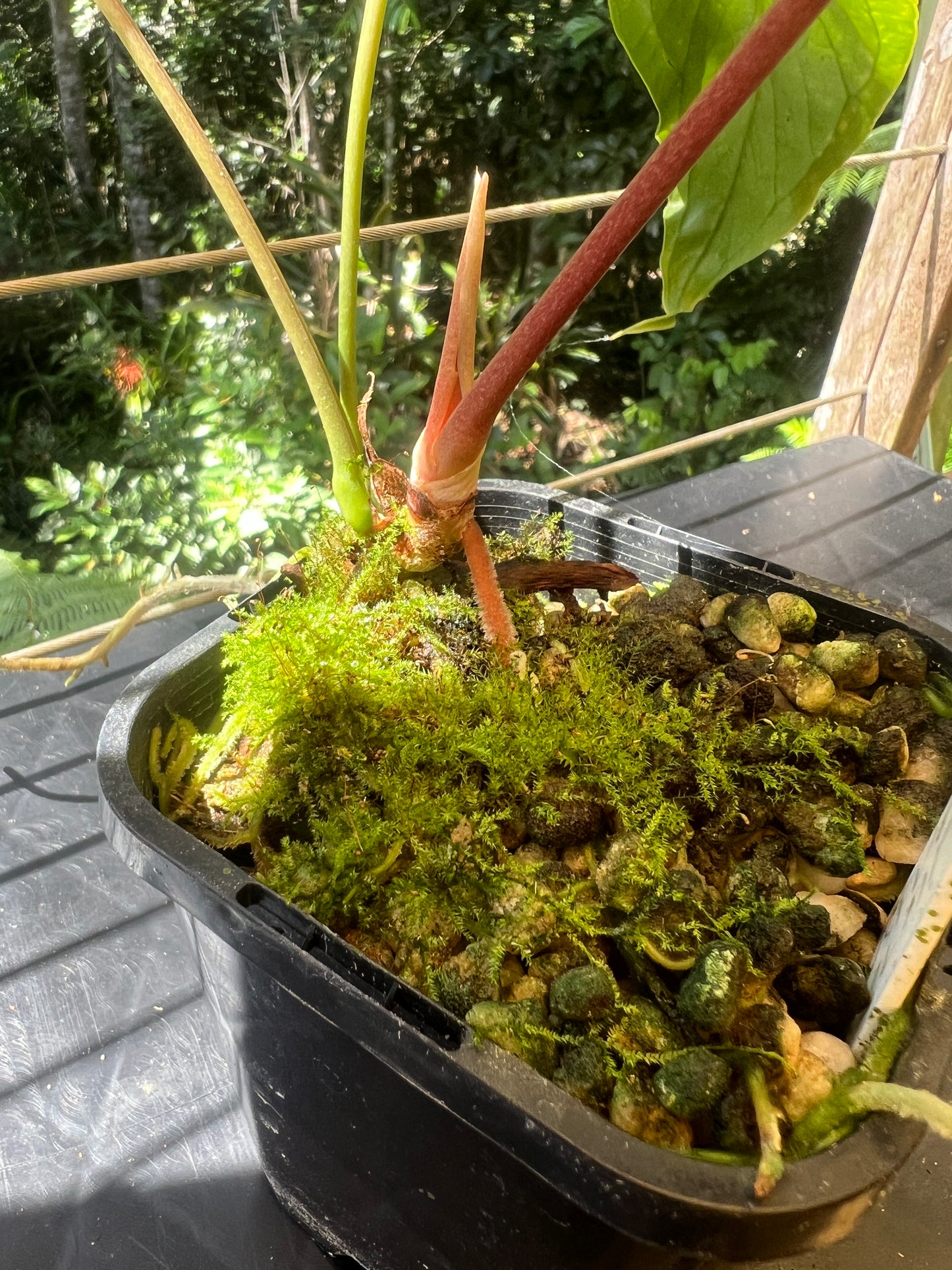 Anthurium Travesty Clone! Cutting Grown Large!
