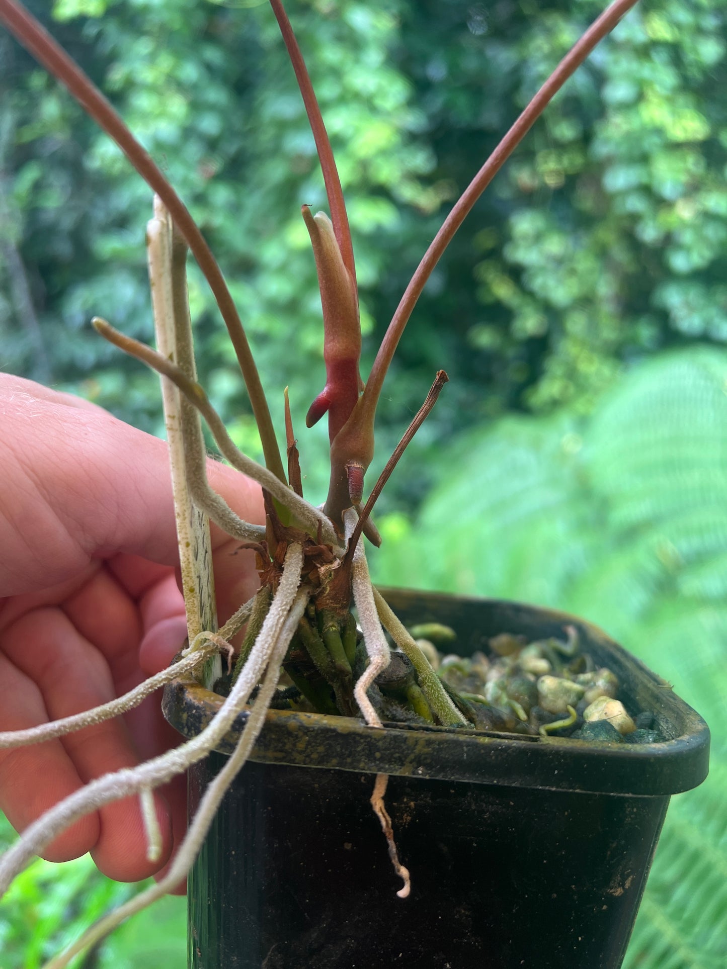 Anthurium Travesty Clone - Cutting Grown - Two Shoots Growing!