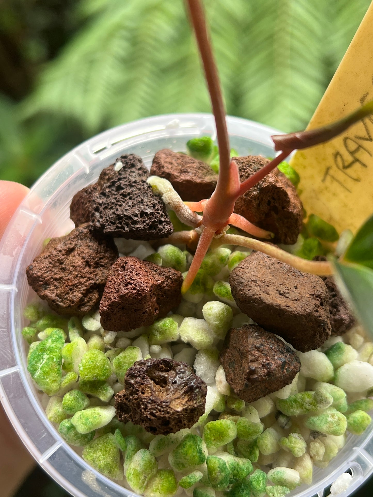 Anthurium Travesty Clone