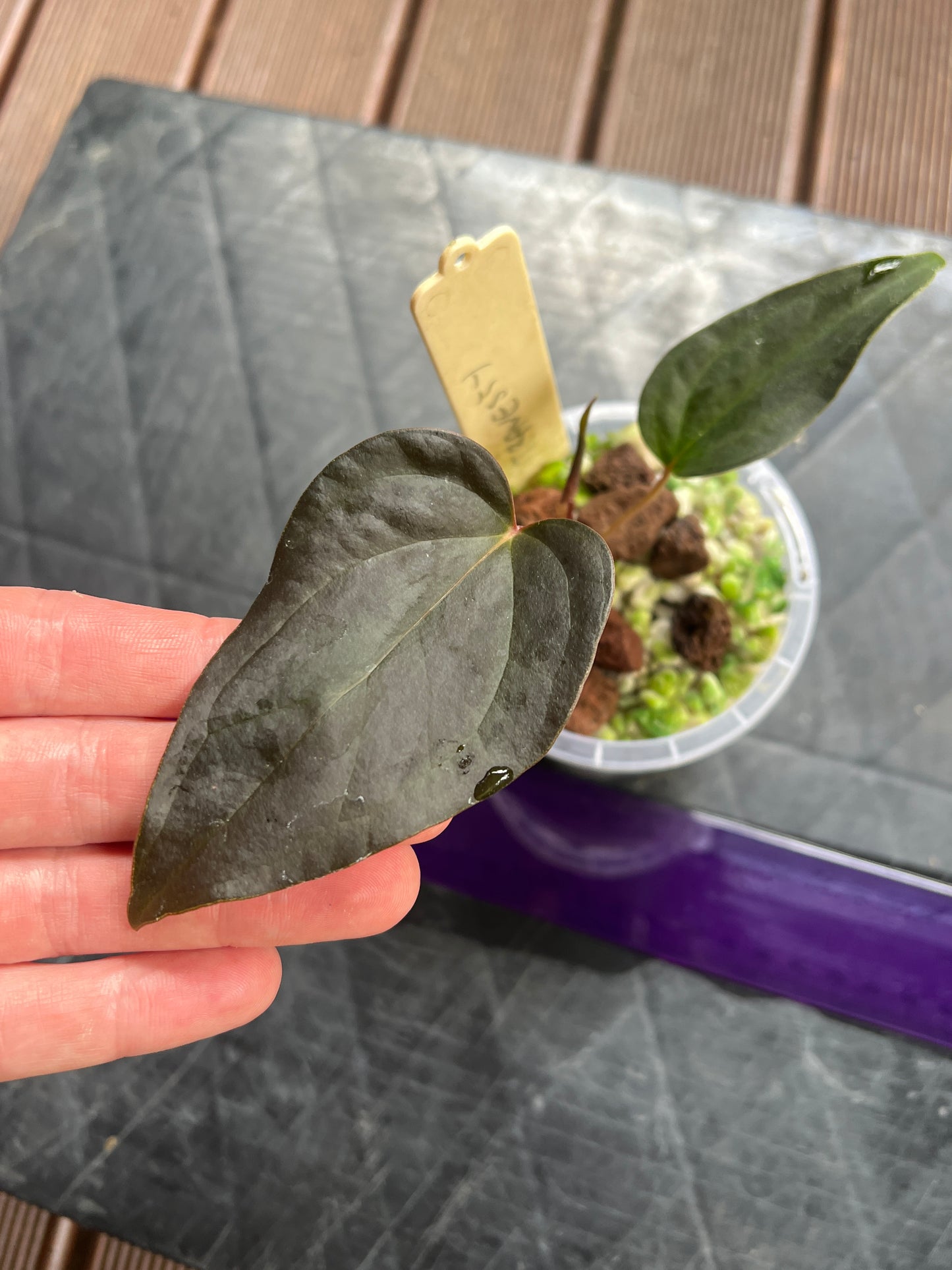 Anthurium Travesty Clone