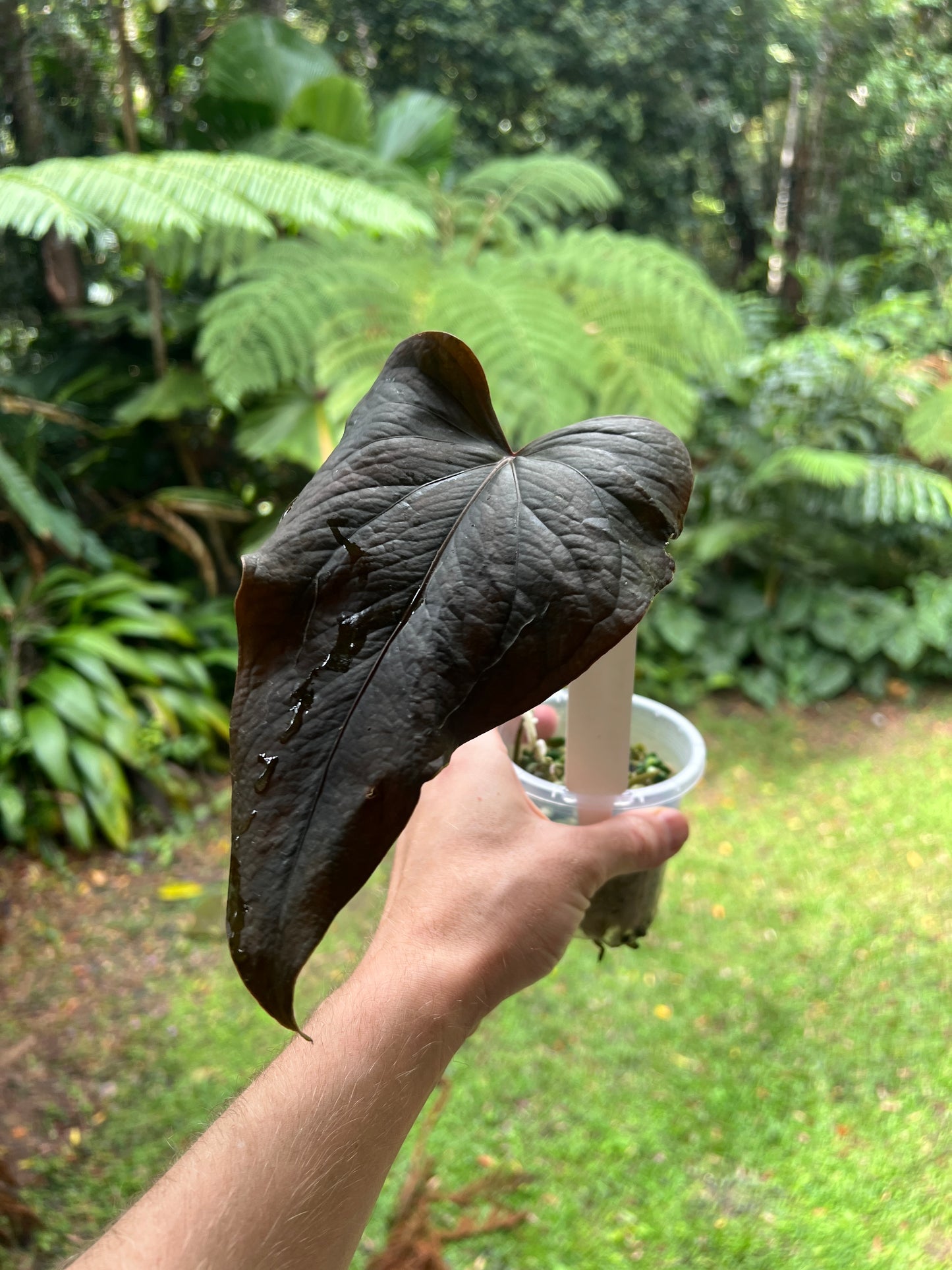 Anthurium Travesty Clone Larger