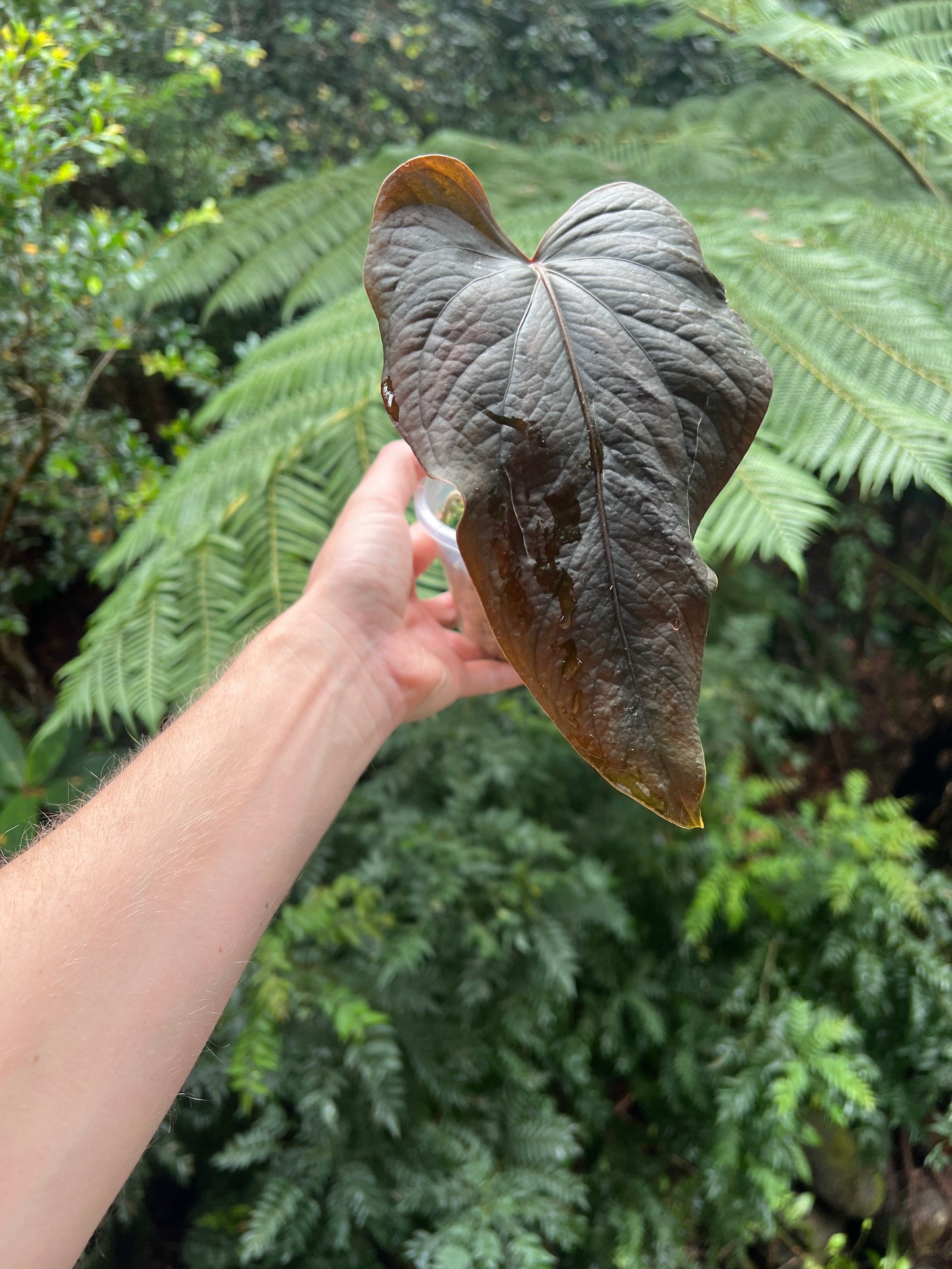 Anthurium Travesty Clone Larger