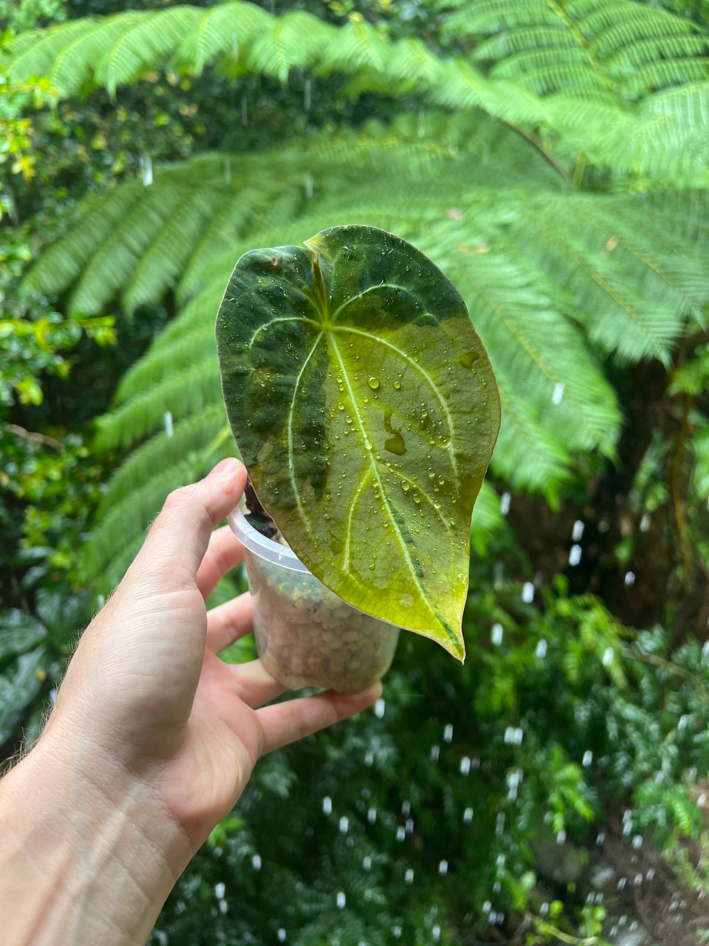 Anthurium Variegated Forgetii Original Clone