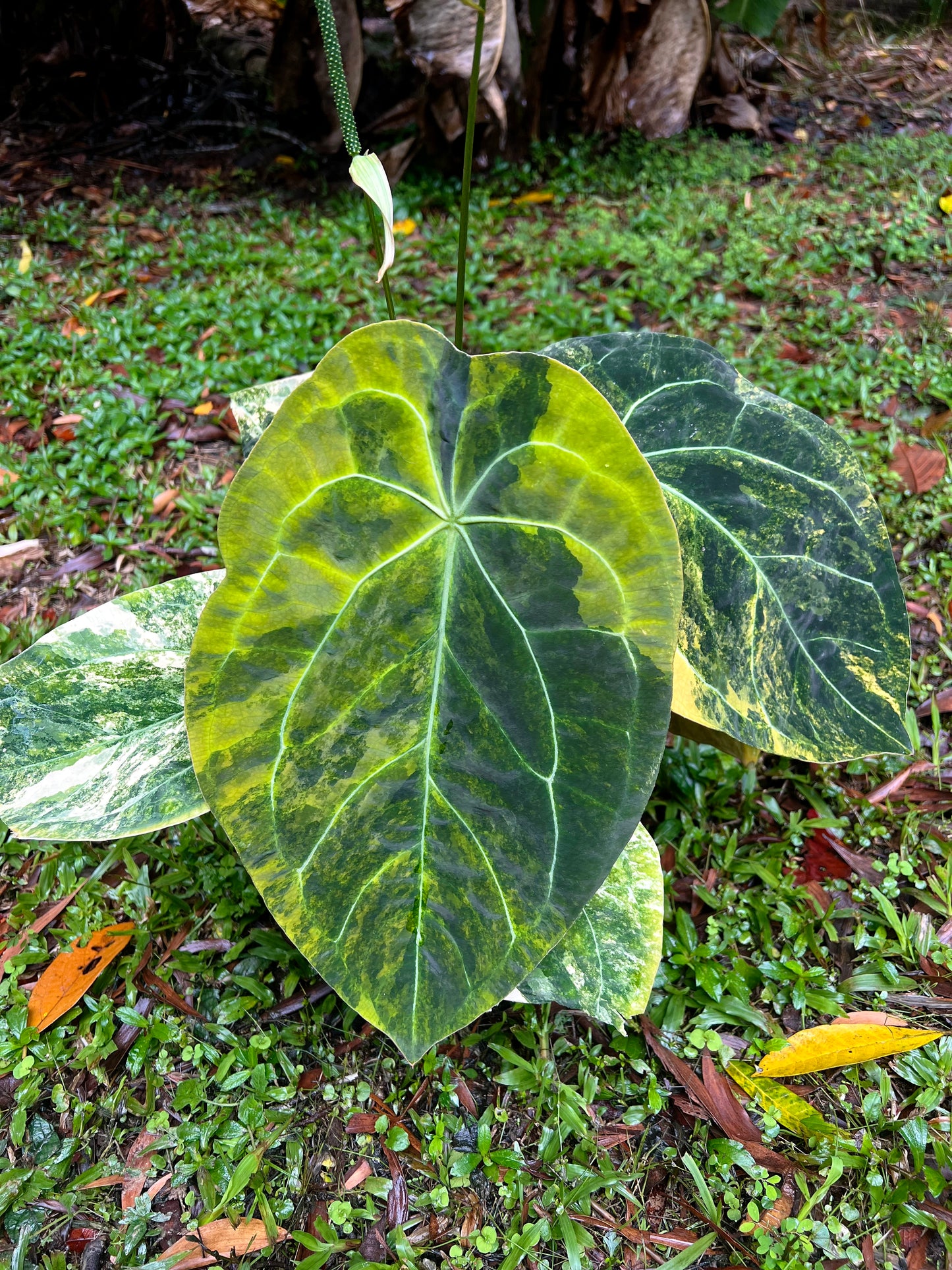 Anthurium Variegated Forgetii Original Clone