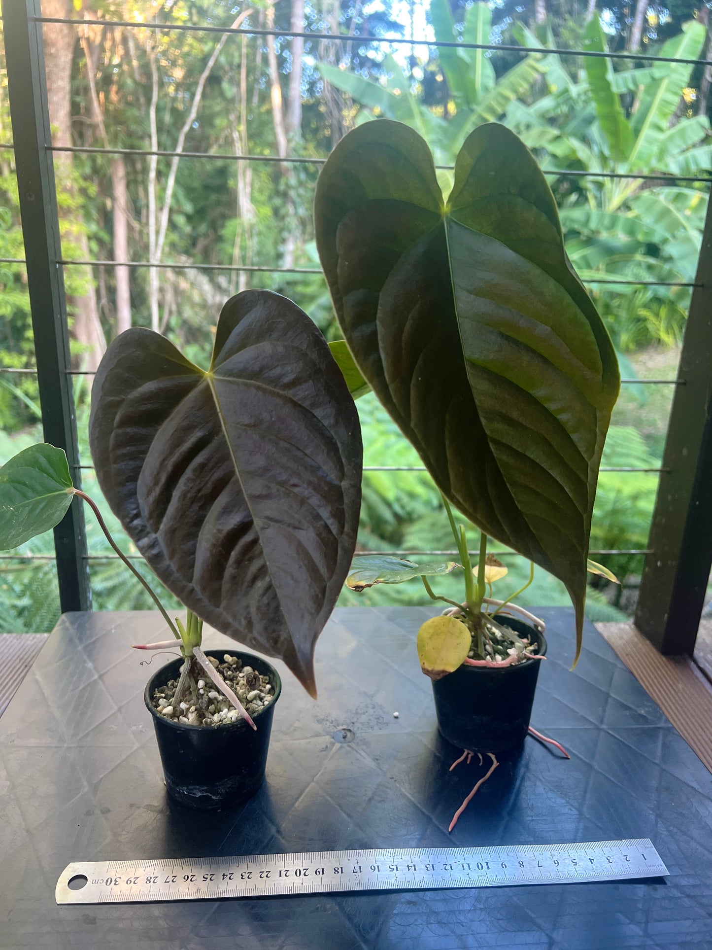 Anthurium veitchii x moody x2 Plants