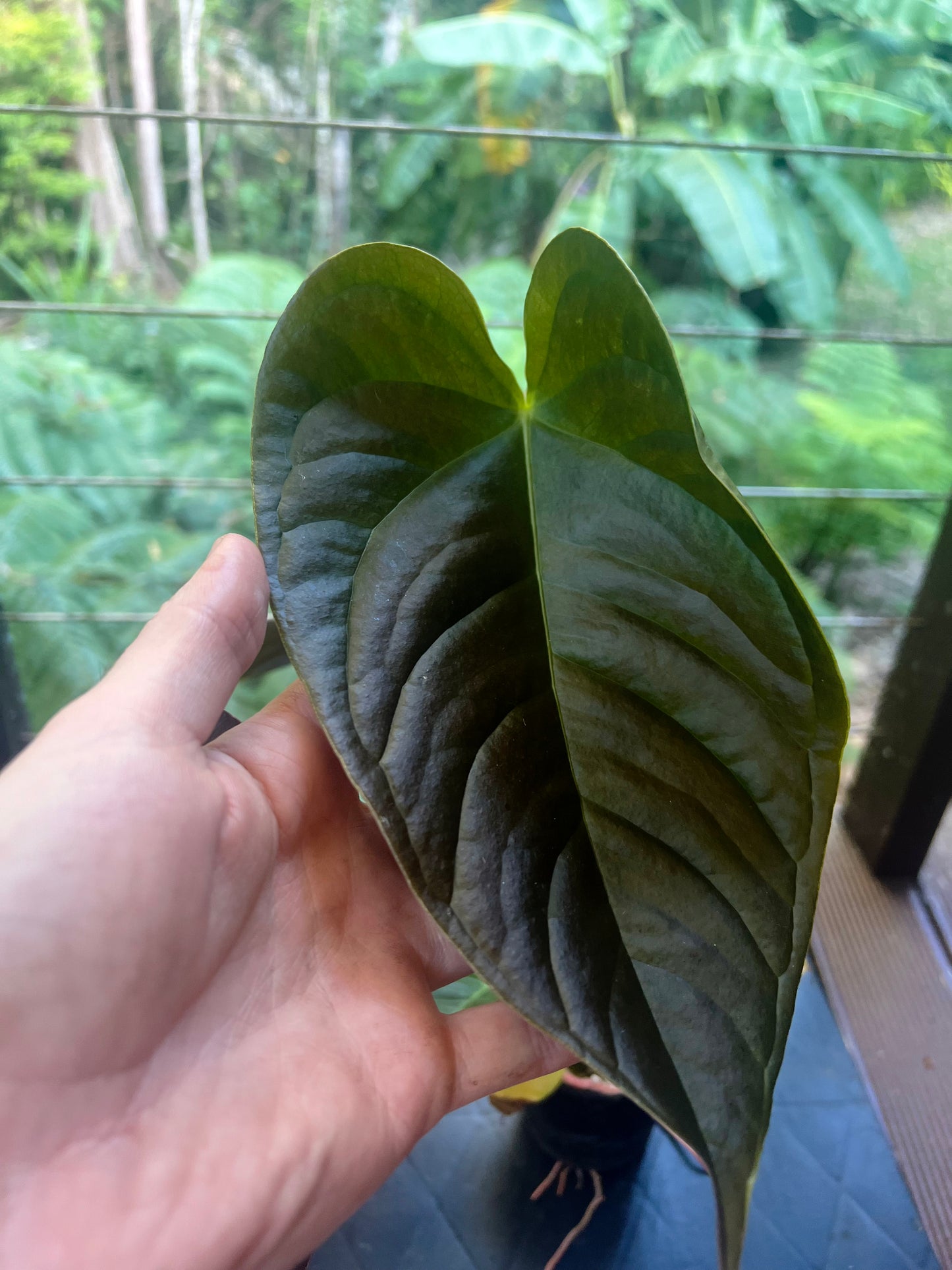 Anthurium veitchii x moody x2 Plants