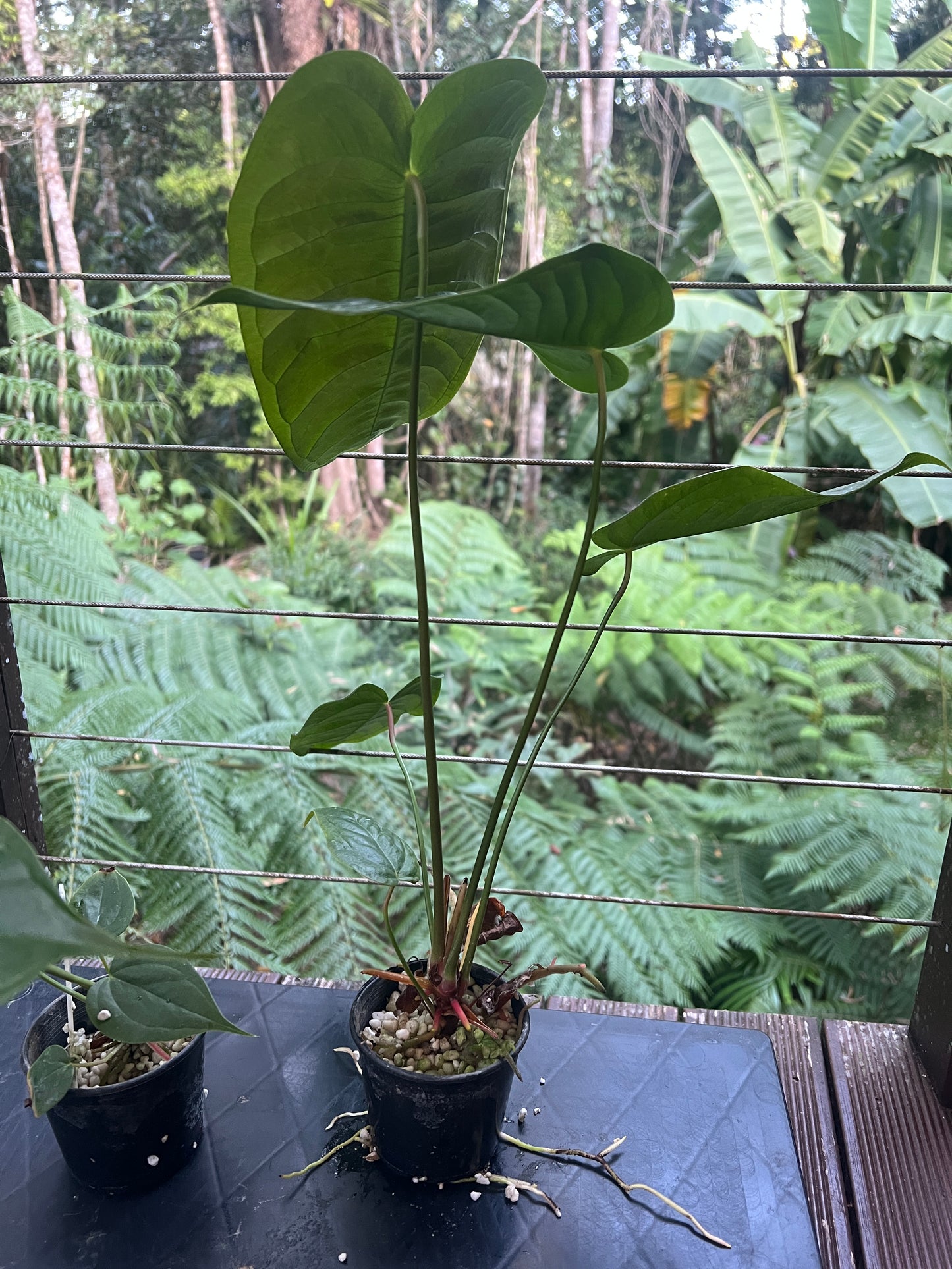 Anthurium veitchii x (veitchii x andreanum) 2 Plants
