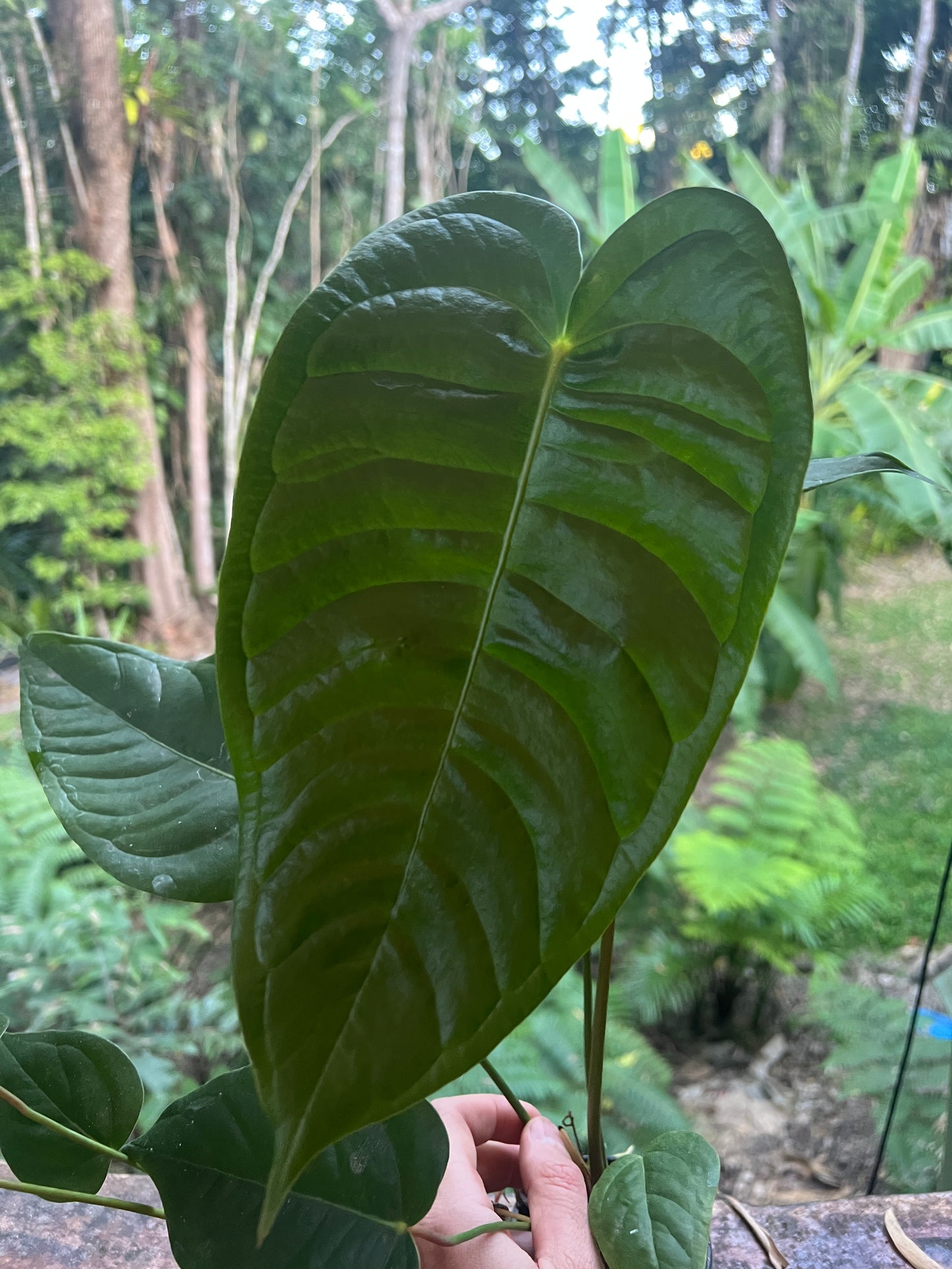 Anthurium veitchii x (veitchii x andreanum) 2 Plants