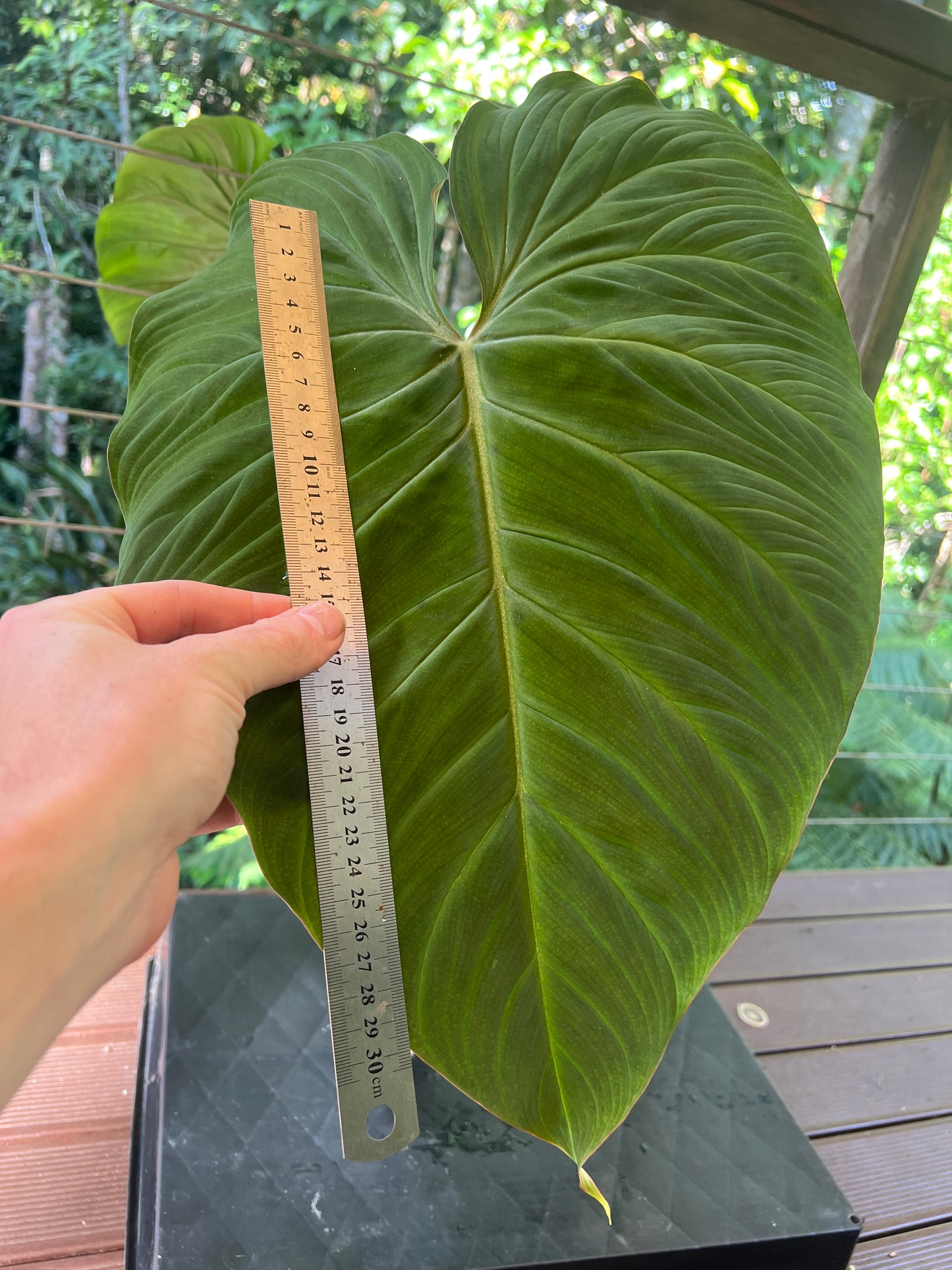 Philodendron Zeus - Large!