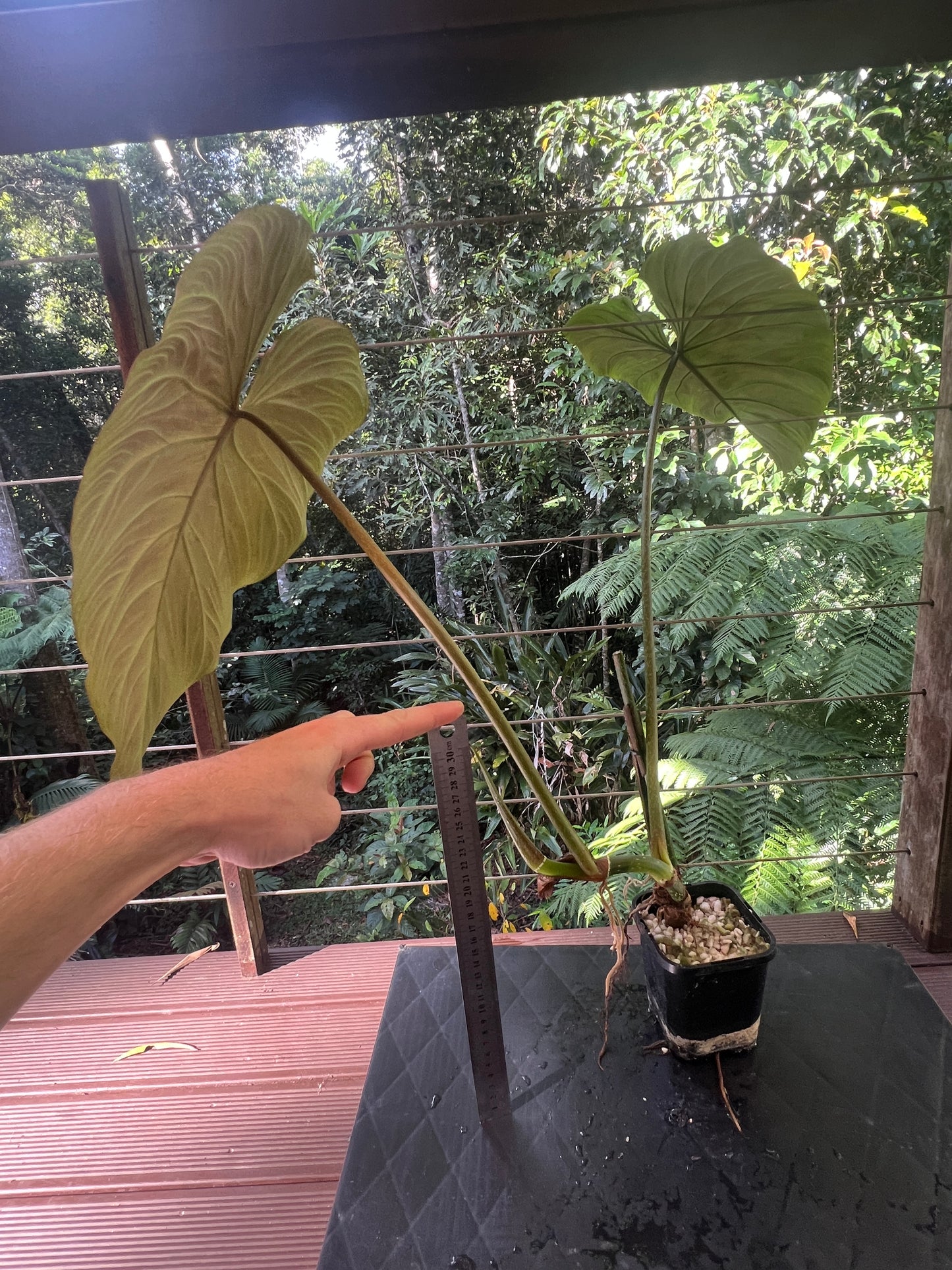 Philodendron Zeus - Large!