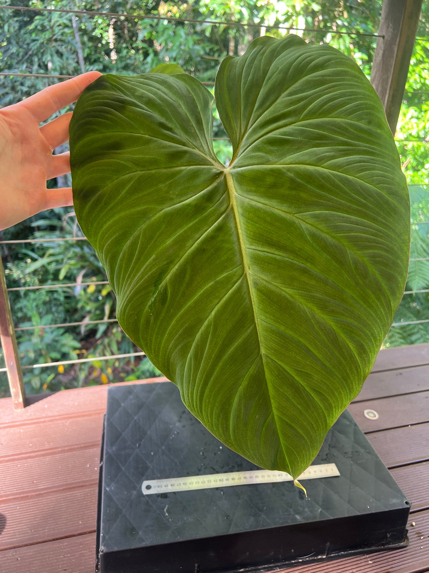 Philodendron Zeus - Large!