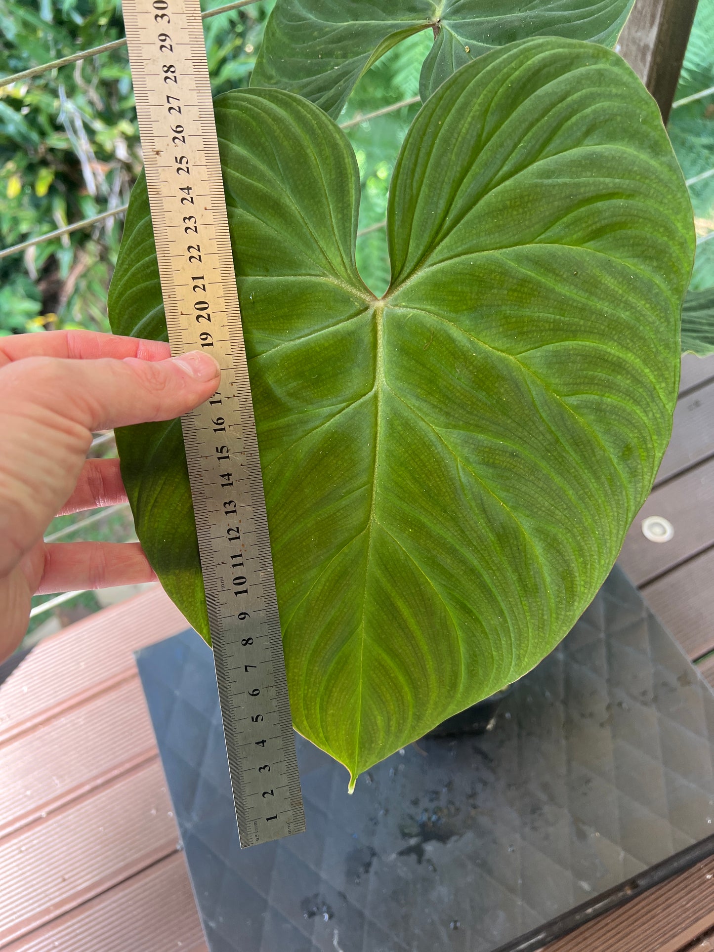 Philodendron Zeus - Large!