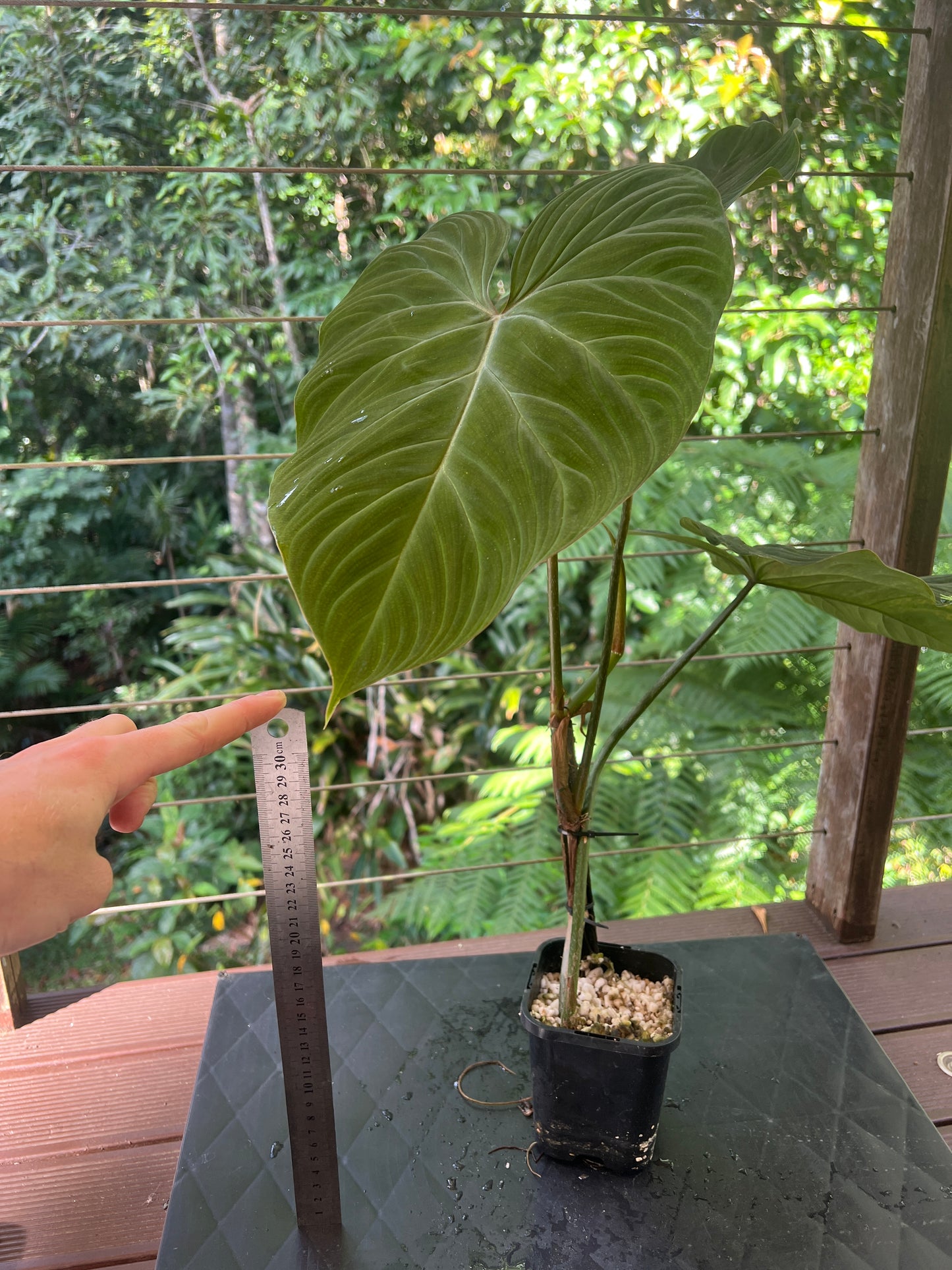 Philodendron Zeus - Large!