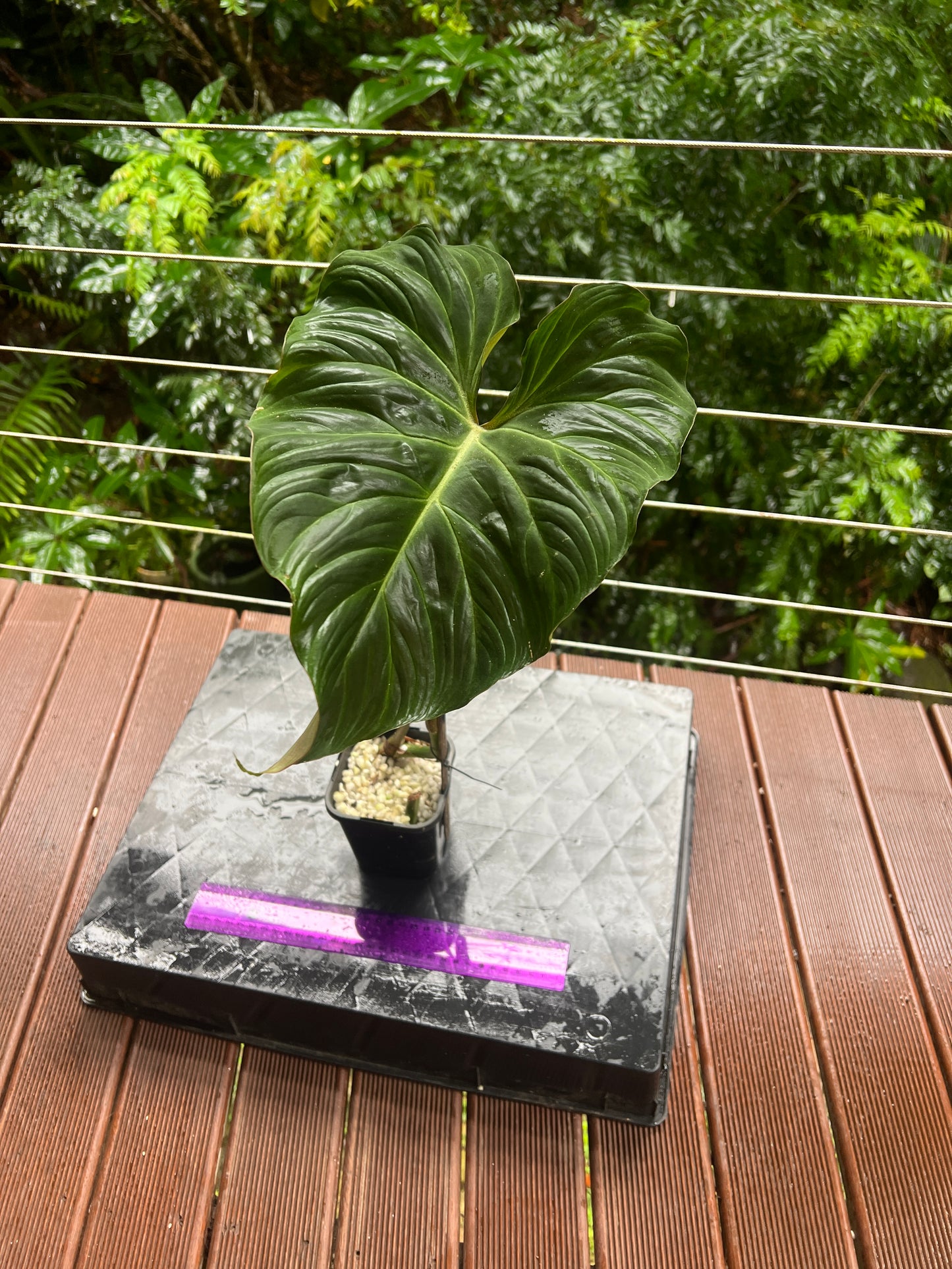 Philodendron Zeus