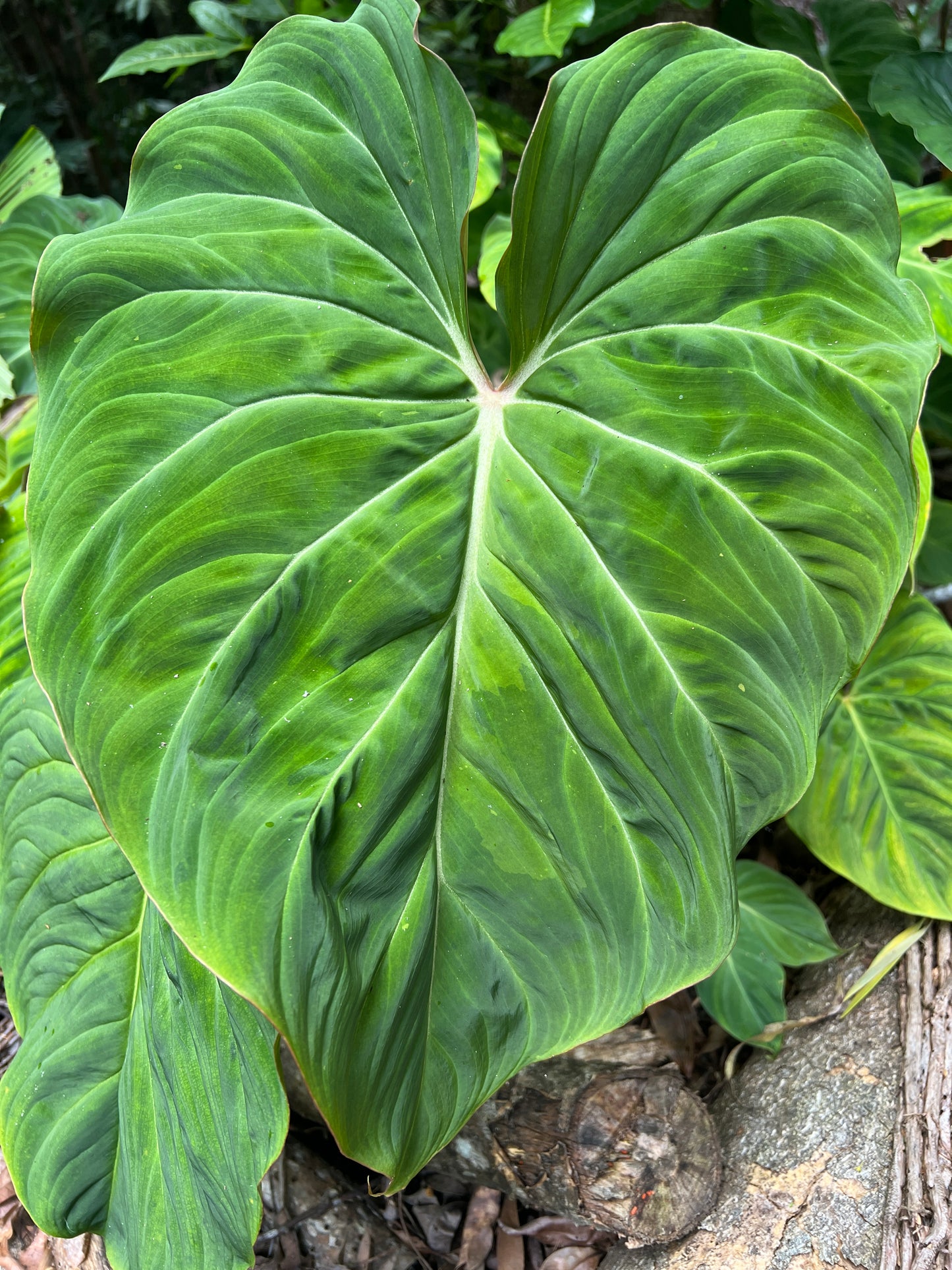 Philodendron Zeus - Large!