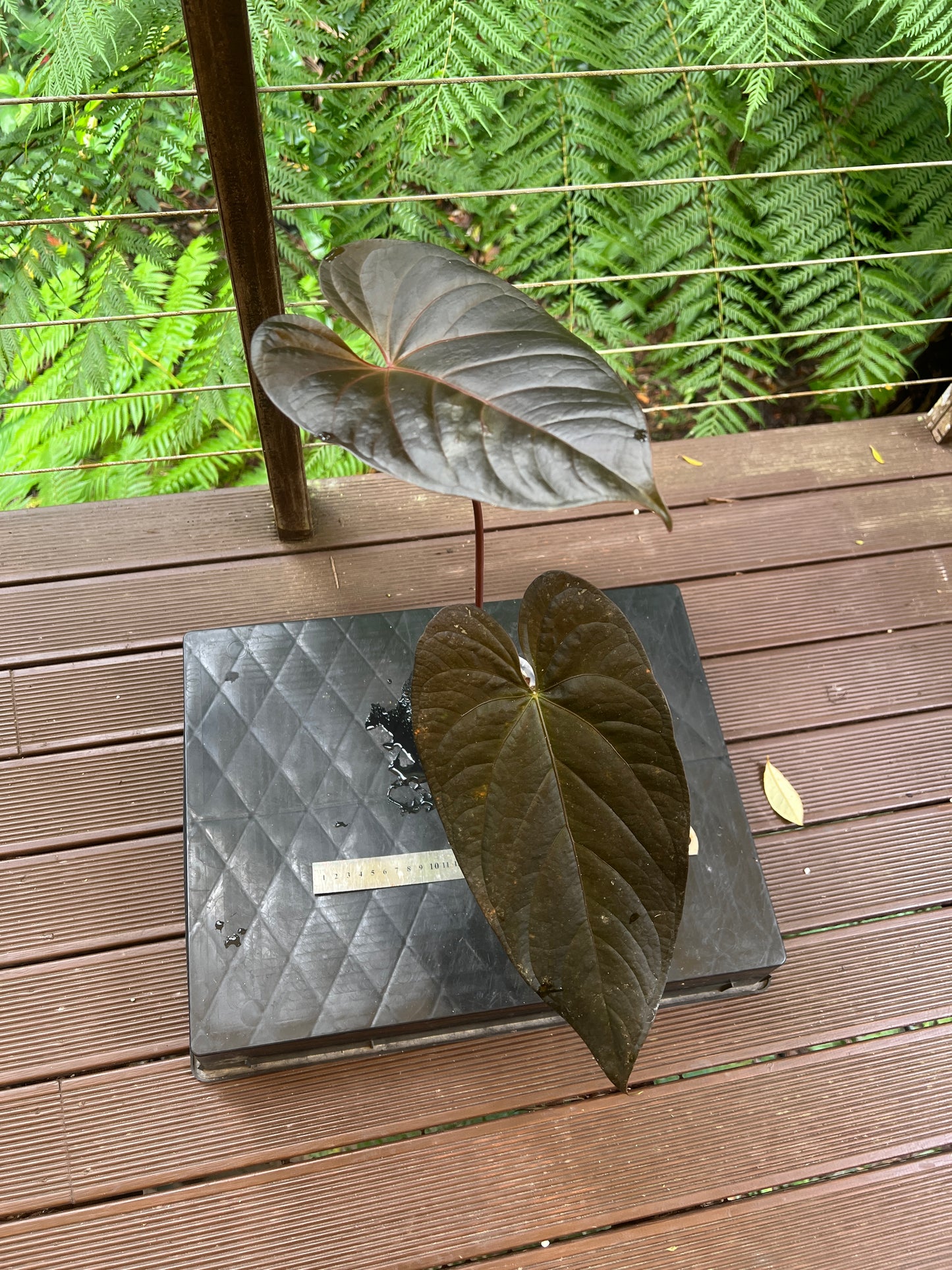 Anthurium Dark Dingo Clone Cutting Grown - Amazing Plant!