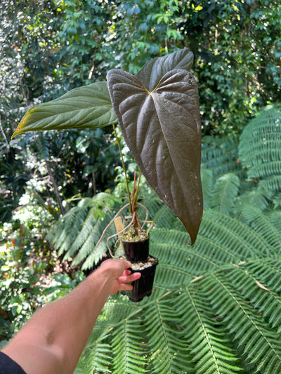 Anthurium 'Sharp Mood #1' Clone - Large and Starting to Flower!