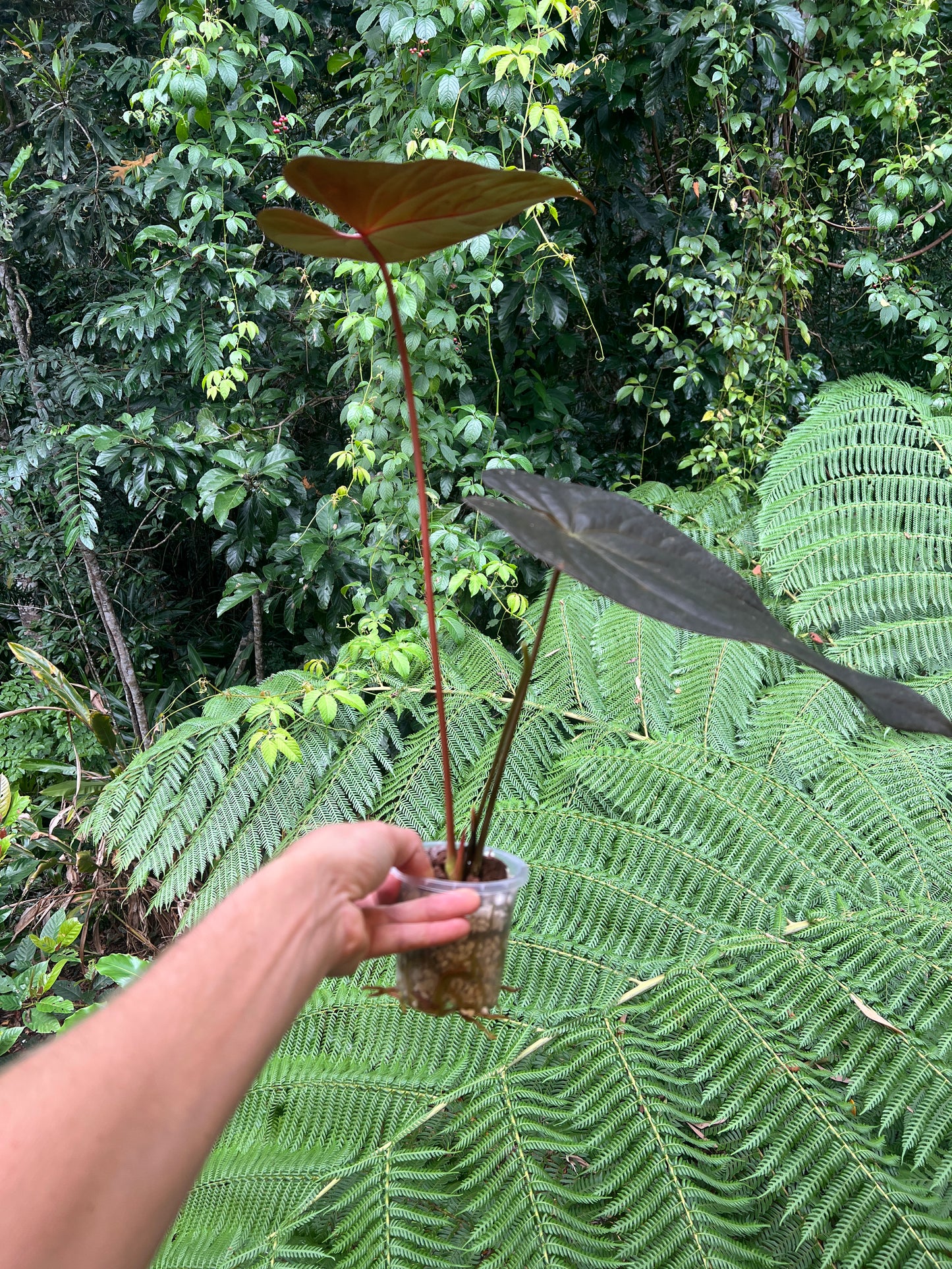 Anthurium Dark Dingo Clone Cutting Grown - Amazing Plant!