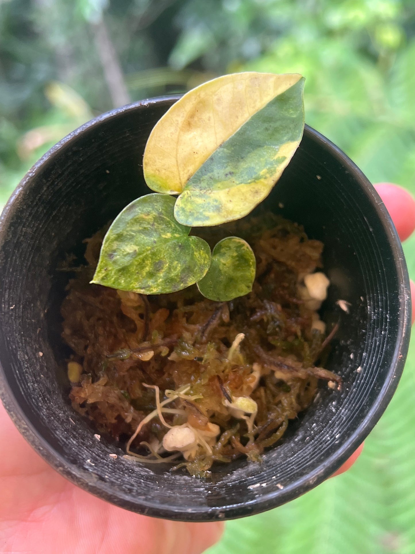 Anthurium Variegated forgetii x Red Forgetii x 1 var Seedling Shown