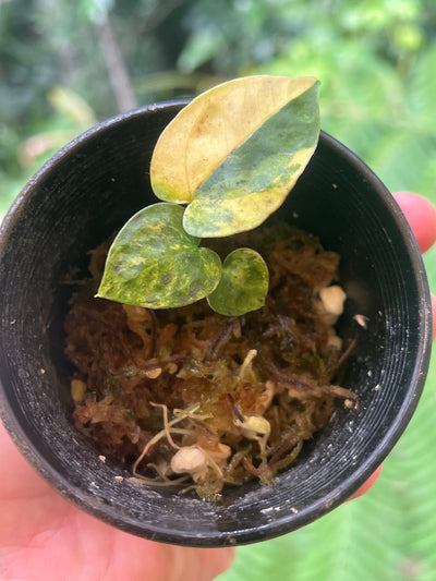 Anthurium Variegated forgetii x Red Forgetii x 1 var Seedling Shown
