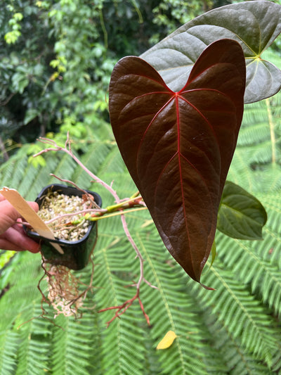 Anthurium Sang x Moodeanum Select RED VEINS