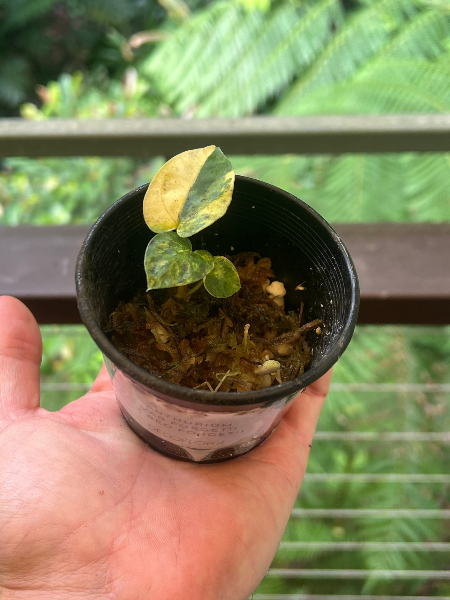 Anthurium Variegated forgetii x Red Forgetii x 1 var Seedling Shown