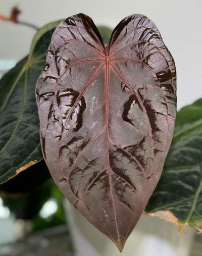 Anthurium Bess RC x RC BVEP - Pack 3 Seedlings