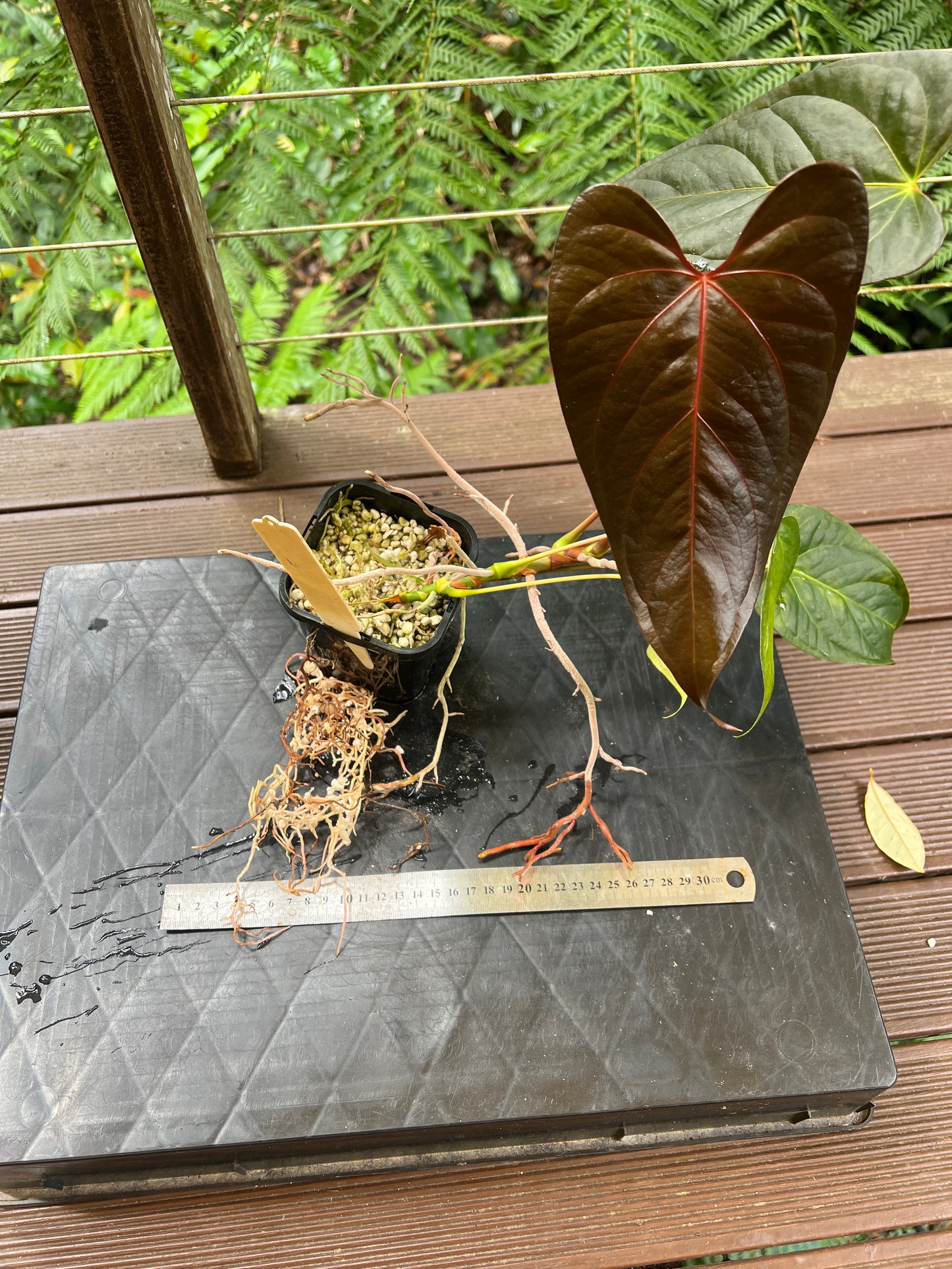 Anthurium Sang x Moodeanum Select RED VEINS