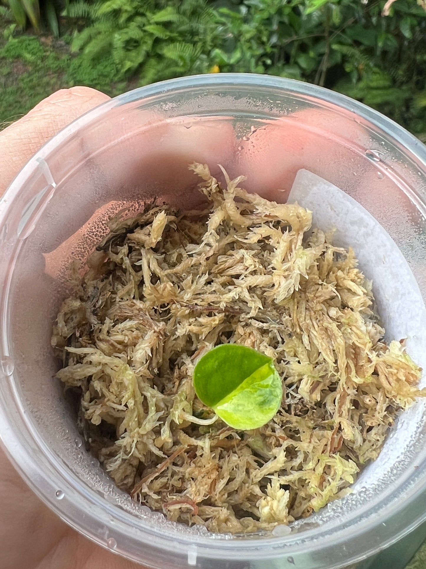 Anthurium Variegated forgetii x Red Forgetii x 1 var germinated Seed