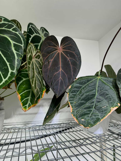 Anthurium Bess RC x RC BVEP - Pack 3 Seedlings